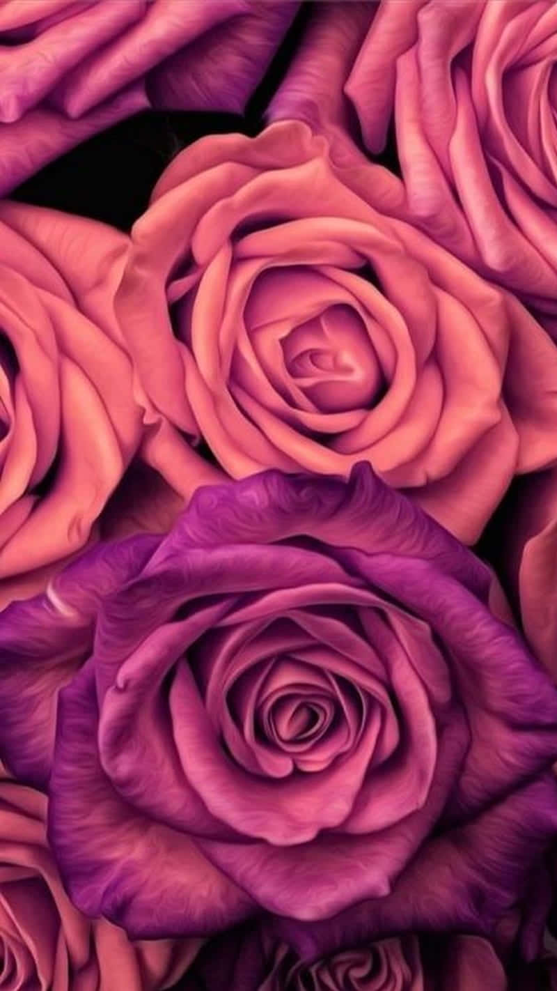 iPhone X Roses 桌布 壁紙 — 近距離拍攝茂盛的粉紅色和紫色玫瑰，花瓣如天鵝絨般，襯托深色背景。