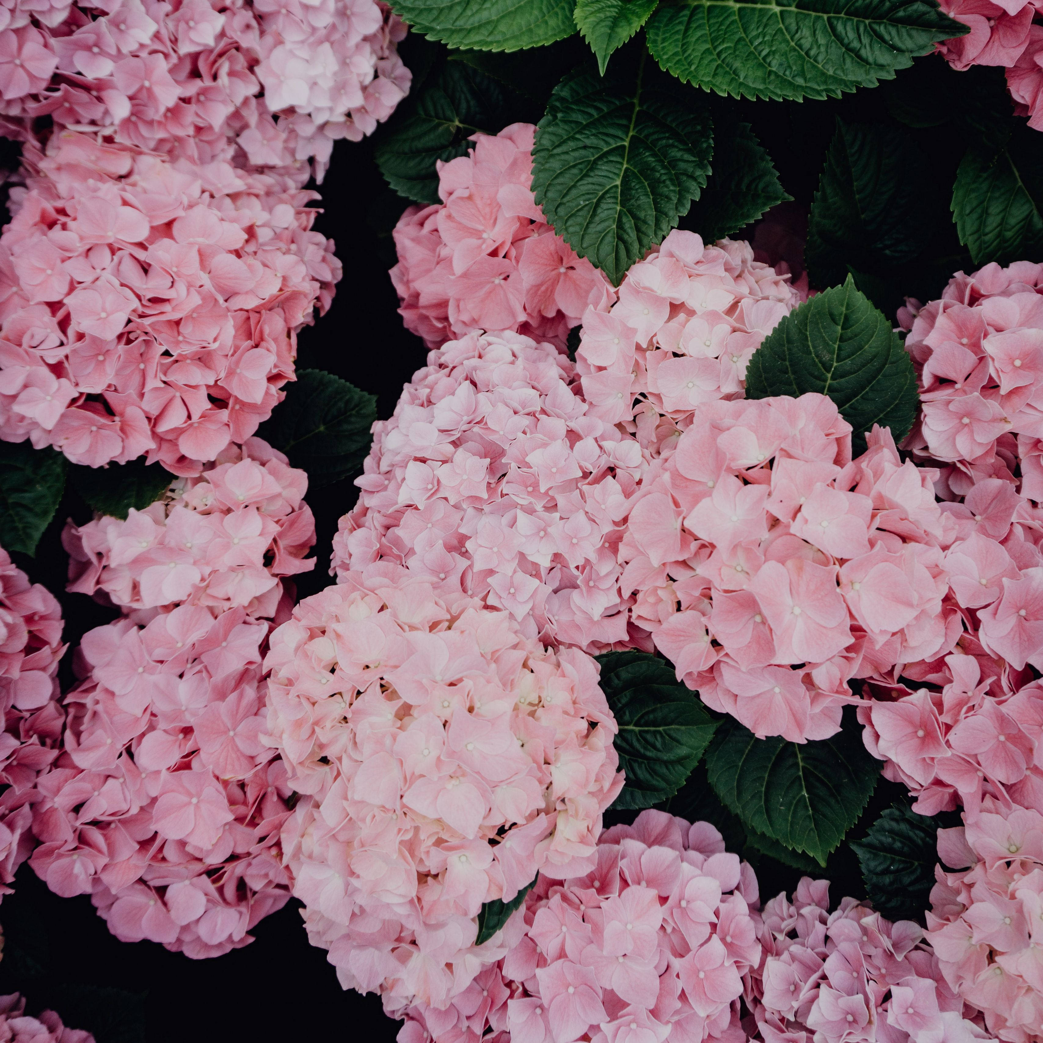 Hydrangea 桌布 壁紙 — 近距離拍攝茂盛的粉紅色繡球花，深綠色葉子，背景深色。