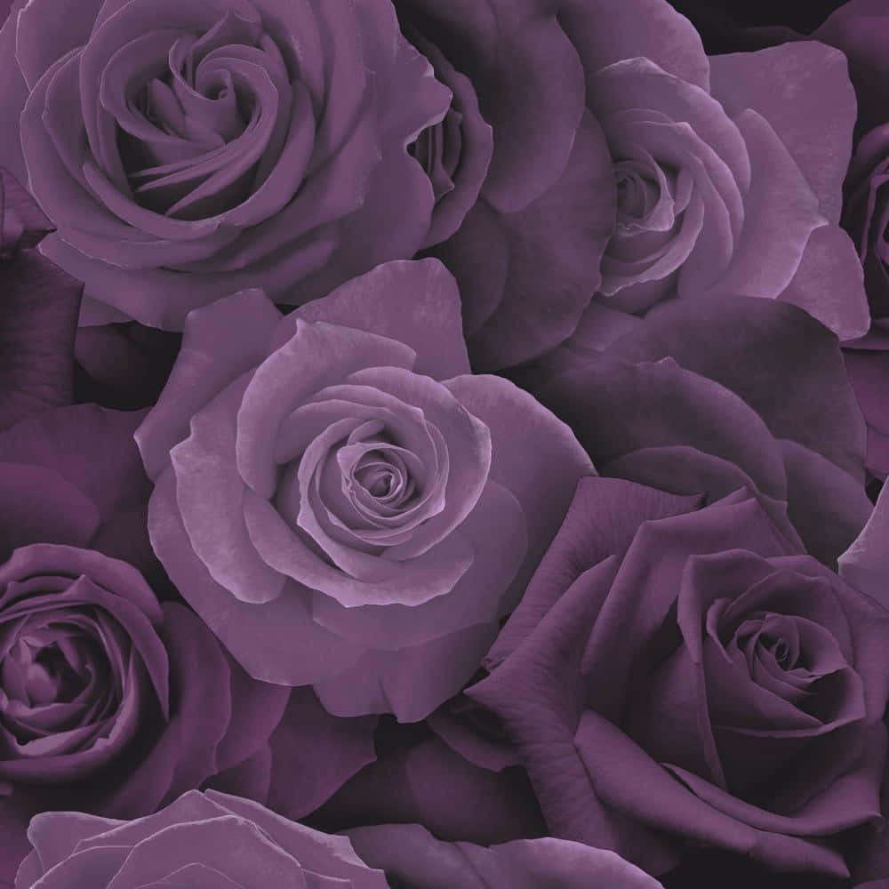 Rose Pattern 桌布 壁紙 — 近距離拍攝茂盛的紫色玫瑰，帶有天鵝絨般的花瓣和柔和陰影，營造出豐富浪漫的質感。