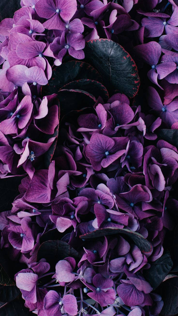 Aesthetic Purple Flower 桌布 壁紙 — 近距離拍攝茂盛的紫色繡球花，搭配深綠色葉片，營造出豐富質感的花卉圖案。