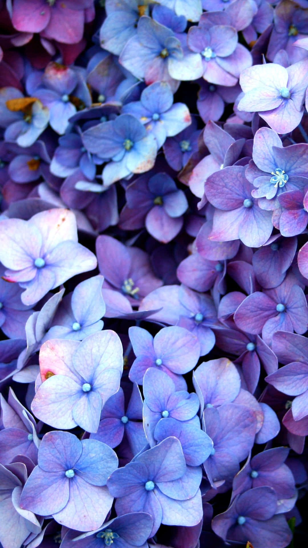 Blue Flowers Aesthetic 桌布 壁紙 — 近距離拍攝茂盛的繡球花，呈現柔和的薰衣草色和長春花色調，花瓣質感細膩。