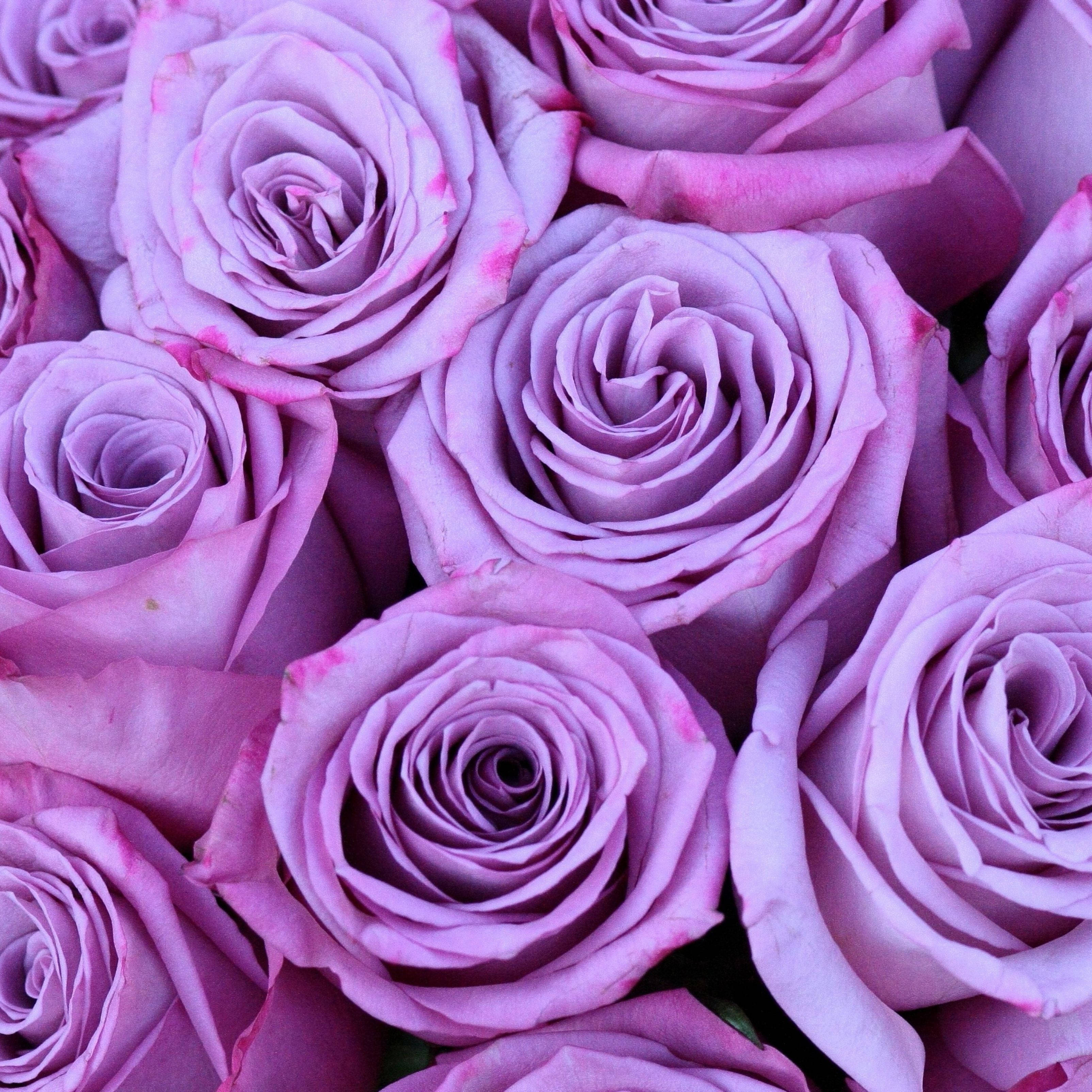 Roses 桌布 壁紙 — 近距離拍攝茂盛的薰衣草玫瑰，帶有精緻的粉紅色尖端和柔軟的天鵝絨花瓣。