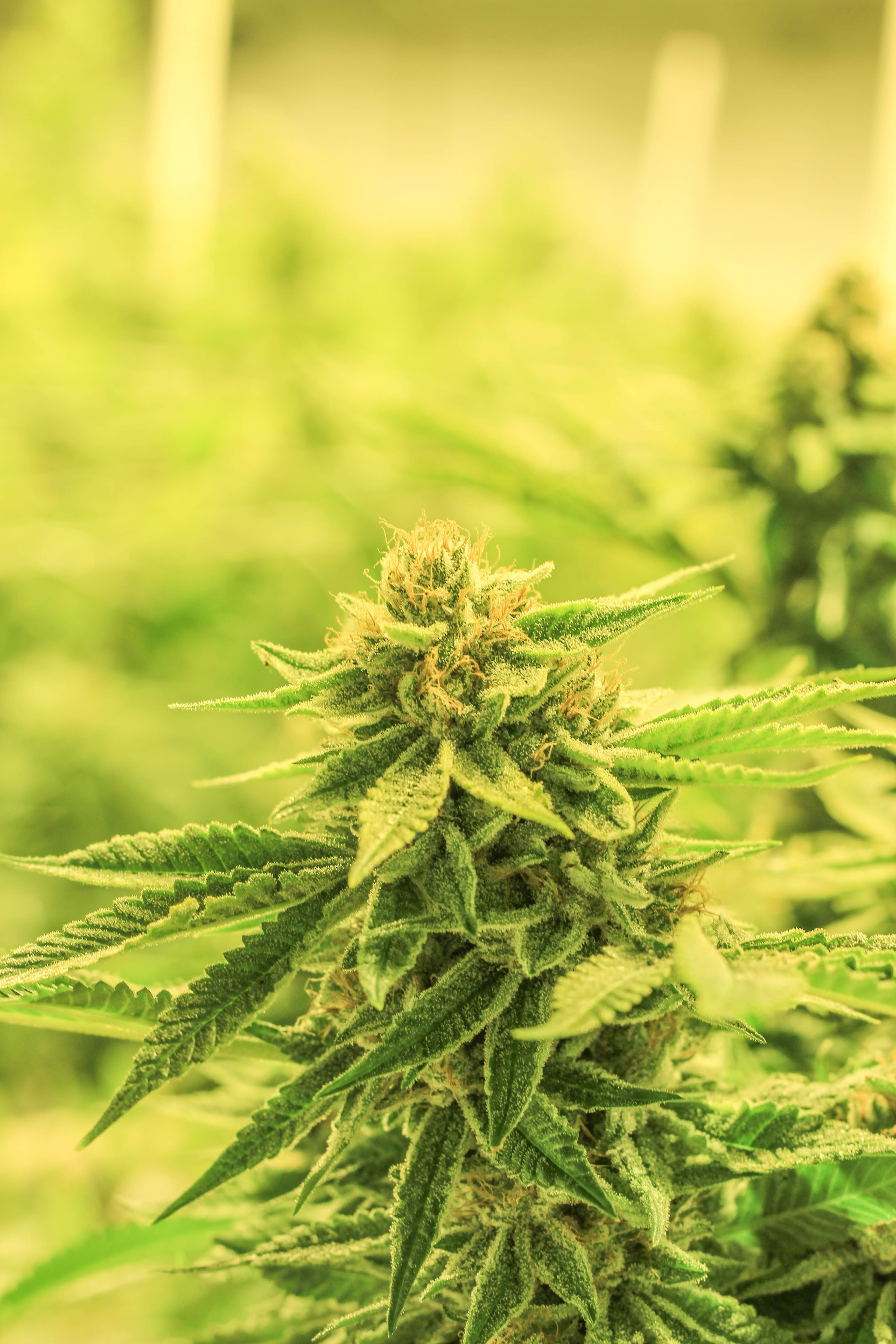 大麻 桌布 壁紙 — 近距離拍攝茂盛綠色大麻花蕾，帶有細微毛狀體和鋸齒狀葉片，在溫暖光線下閃耀。