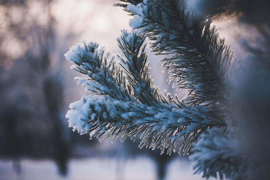 Snow Desktop 桌布 壁紙 — 近距離拍攝覆蓋著雪花的松針，在冬日陽光下柔和發光，背景是模糊的森林。