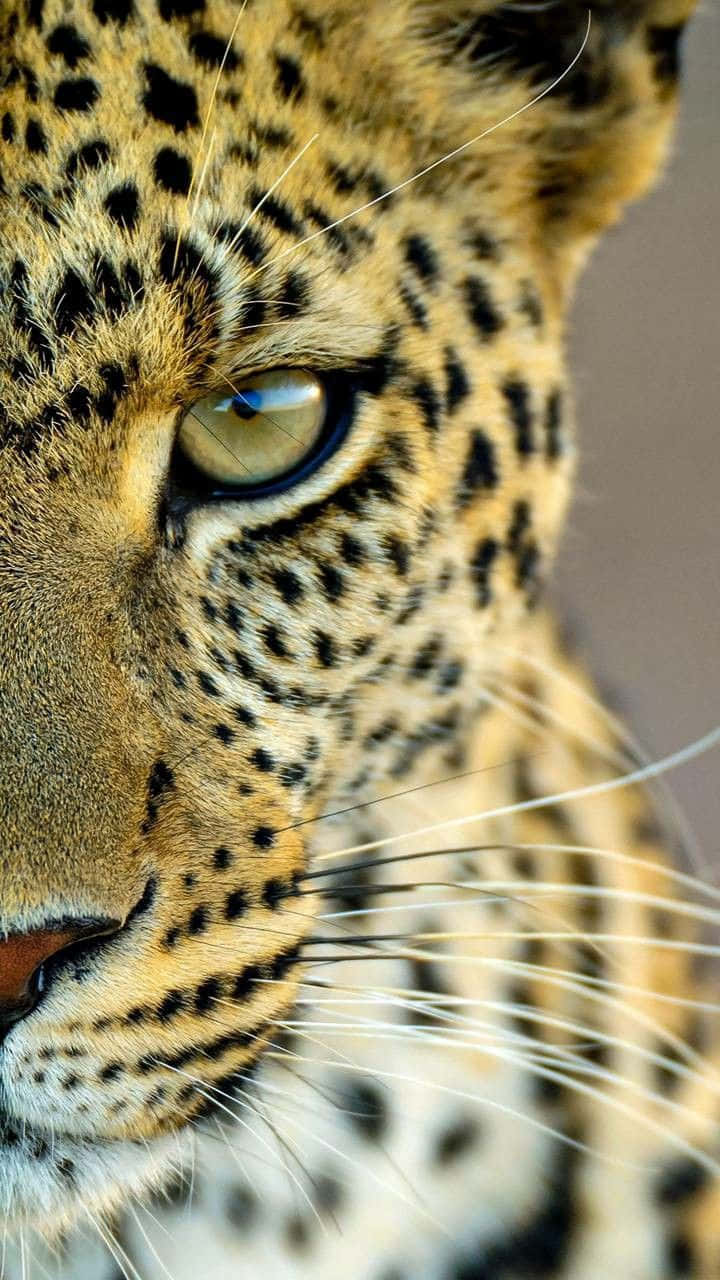 動物 桌布 壁紙 — 近距離拍攝豹的強烈凝視，金色眼睛和斑點皮毛在柔和自然光下。