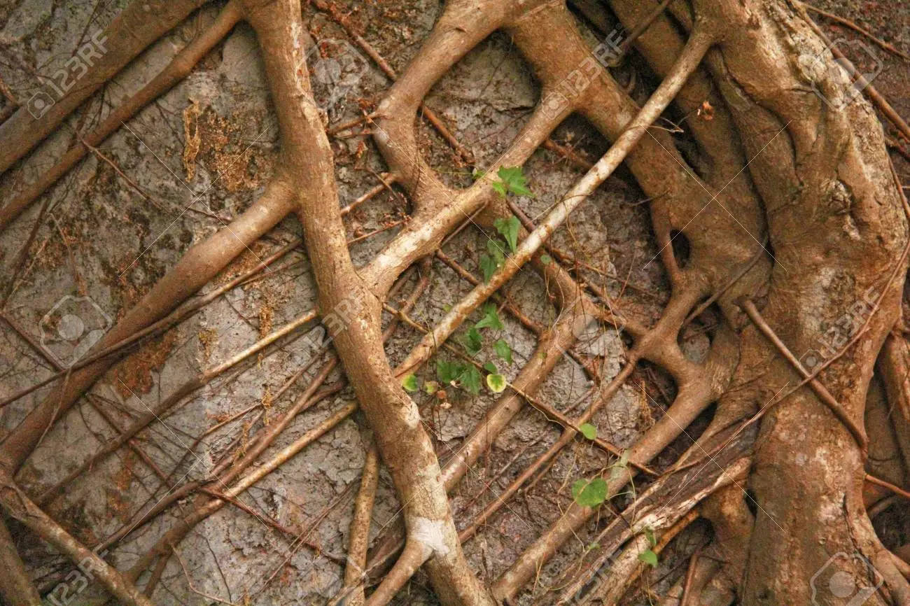 Plant 桌布 壁紙 — 近距離拍攝錯綜複雜、風化的樹根縱橫交錯在粗糙的石頭表面上，並有稀疏的綠色藤蔓。