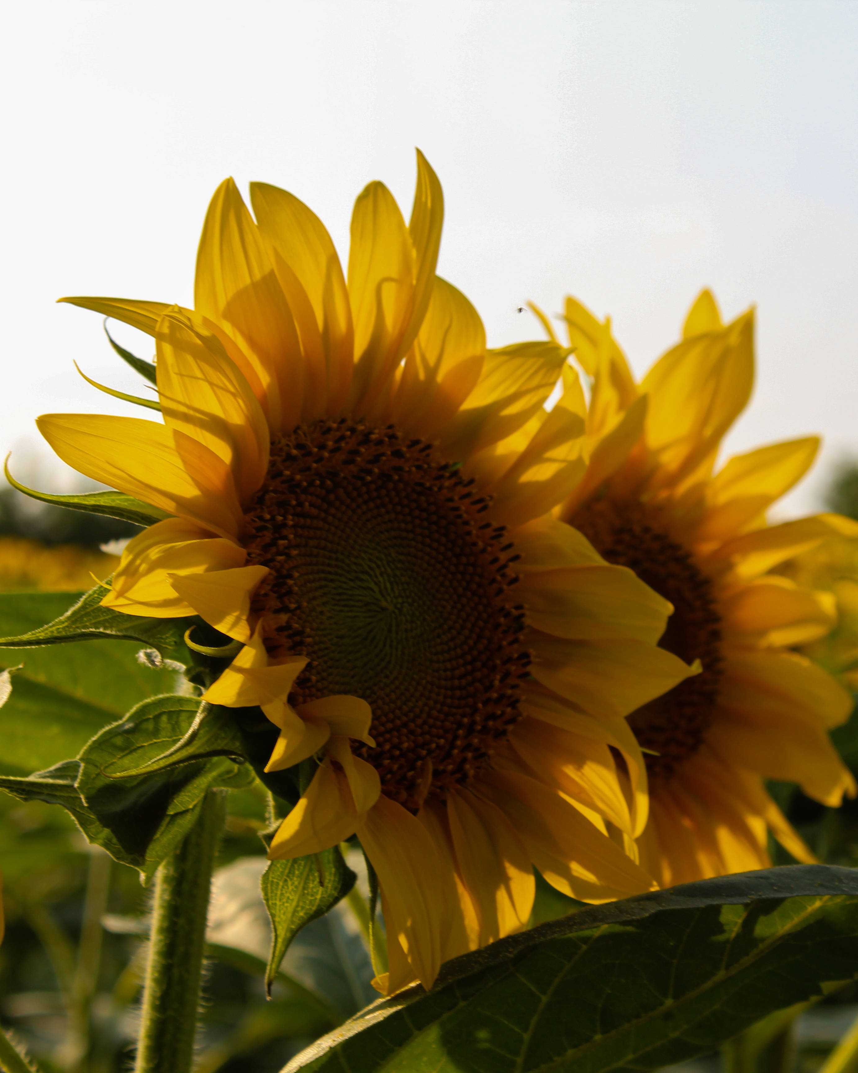 Sunflower Aesthetic 桌布 壁紙 — 近距離拍攝鮮豔的向日葵在溫暖陽光下閃耀，襯托柔軟的綠葉和明亮的天空背景。
