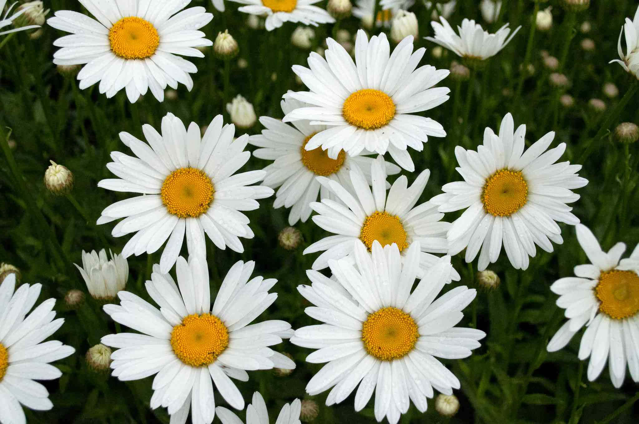 Daisy 桌布 壁紙 — 近距離拍攝鮮豔的白色雛菊，帶有明亮的黃色花心，在茂密的綠葉中密集綻放。