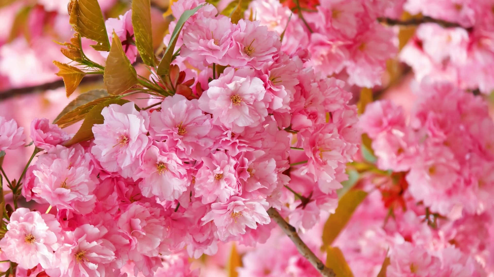 Cute Spring Desktop 桌布 壁紙 — 近距離拍攝鮮豔的粉紅色櫻花，搭配柔軟的綠葉，背景是模糊的花卉圖案。