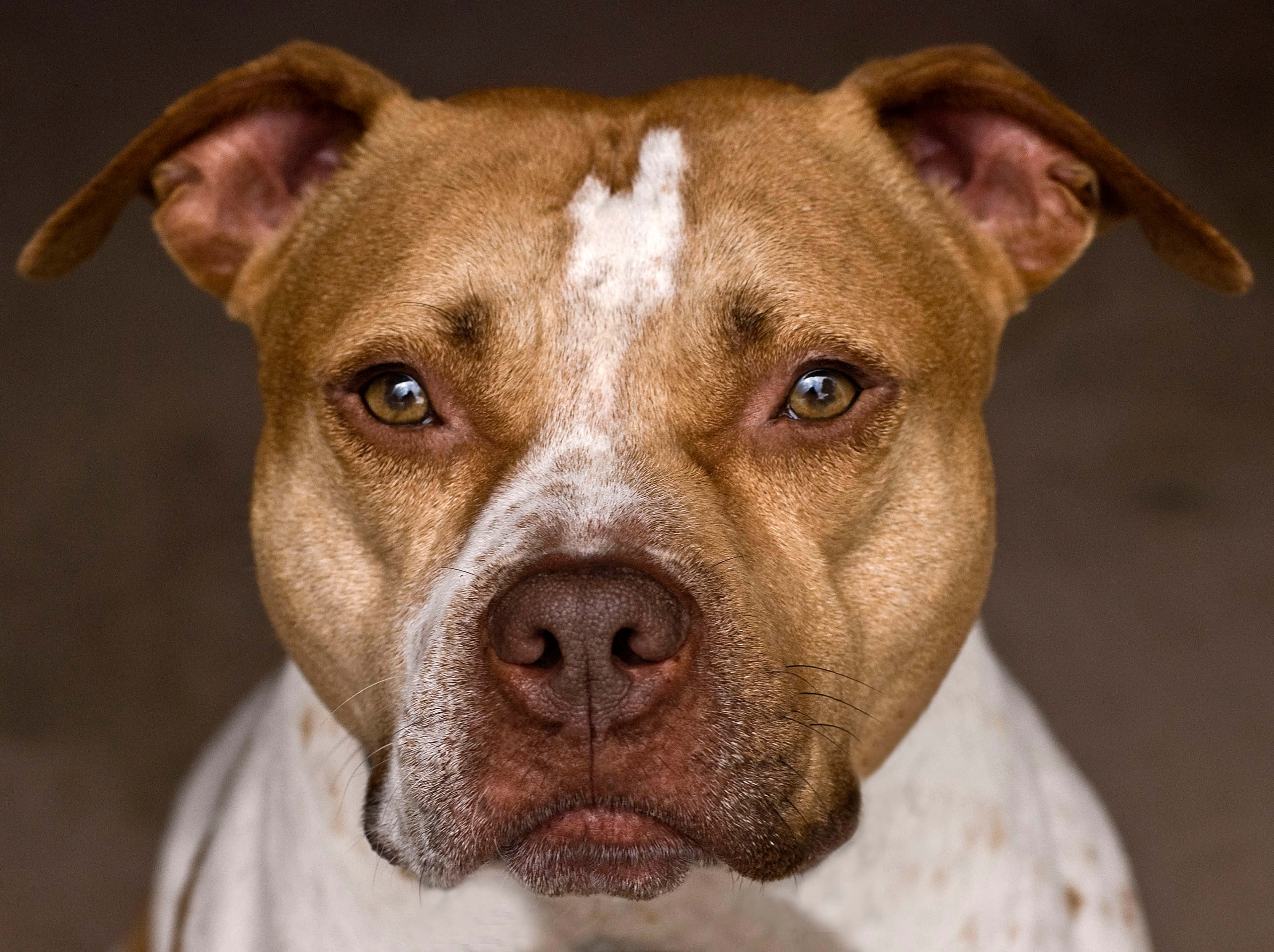 Pitbull 桌布 壁紙 — 近距離肖像照，一隻棕色和白色的比特犬，眼神充滿靈魂，直視鏡頭，背景柔和。