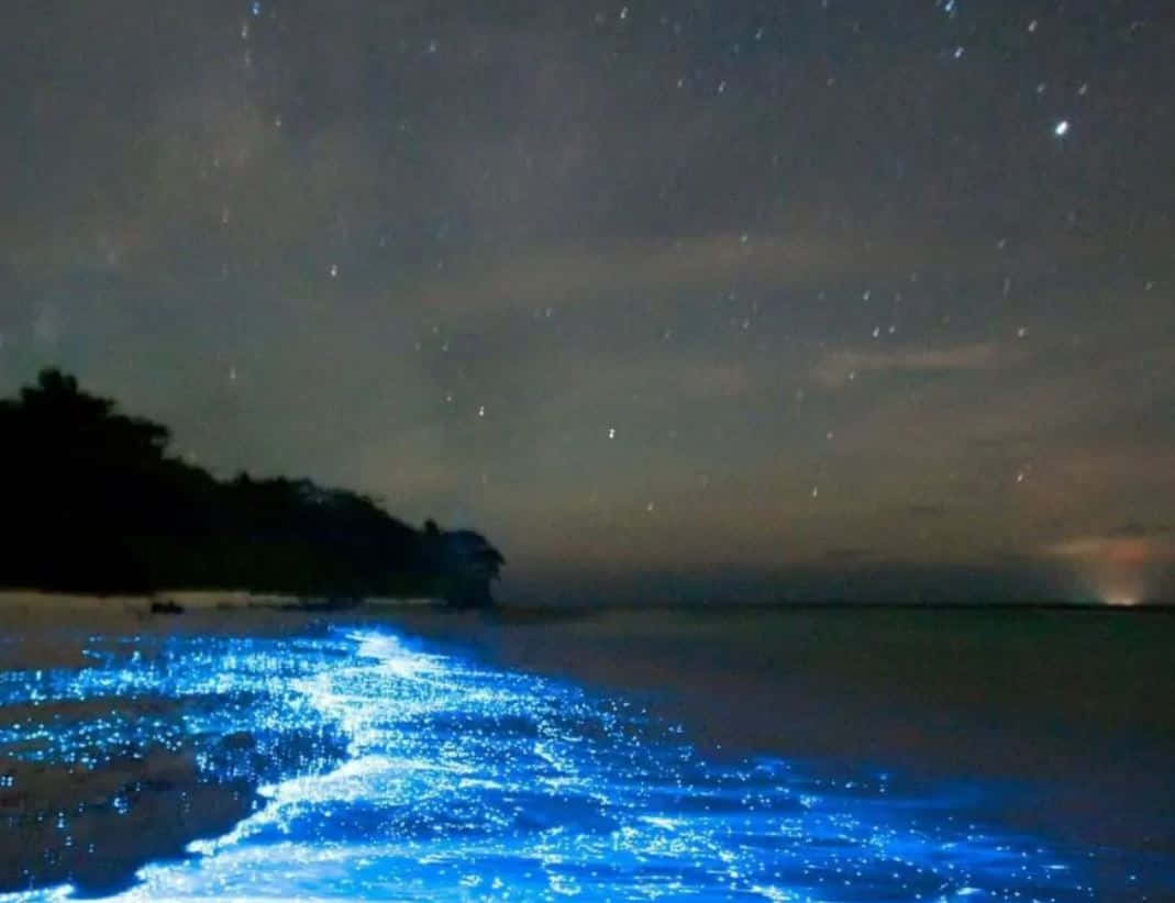 海灘 桌布 壁紙 — 迷人的夜景，發光藍色生物螢光海浪在星空下拍打黑暗的海岸。