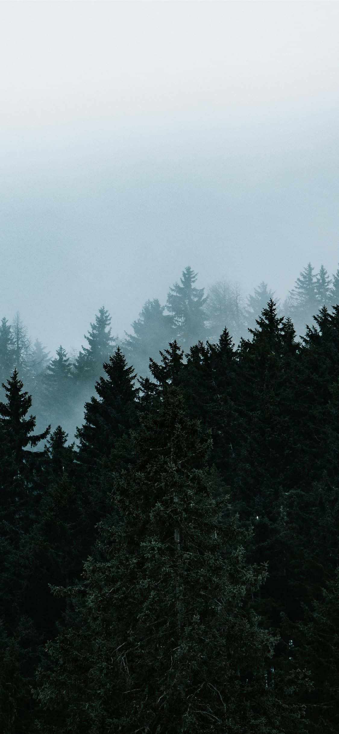 Trees iPhone 桌布 壁紙 — 迷霧常綠森林籠罩在涼爽的灰色霧氣中，深色松樹在朦朧的天空下呈現剪影。