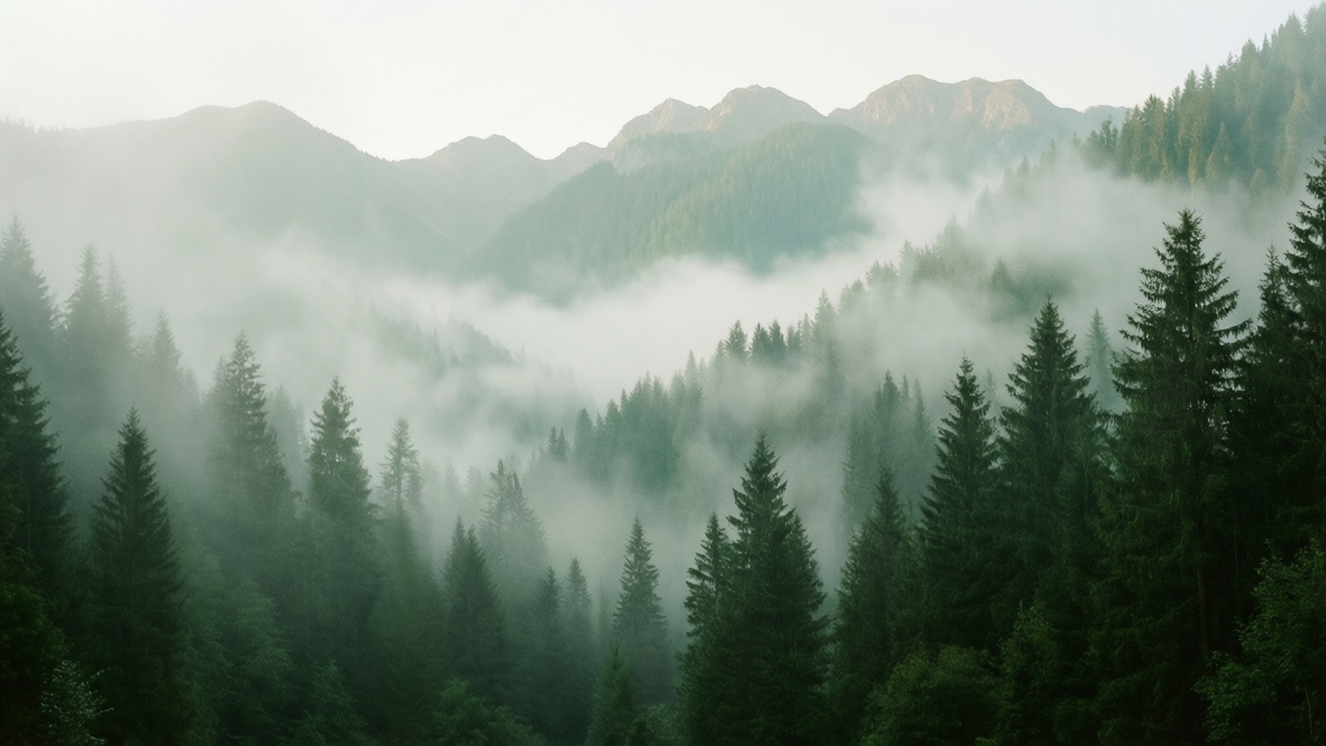 迷霧松林 壁紙 — 霧氣瀰漫的早晨，在茂密的松樹林中，山巒穿過霧氣升起。