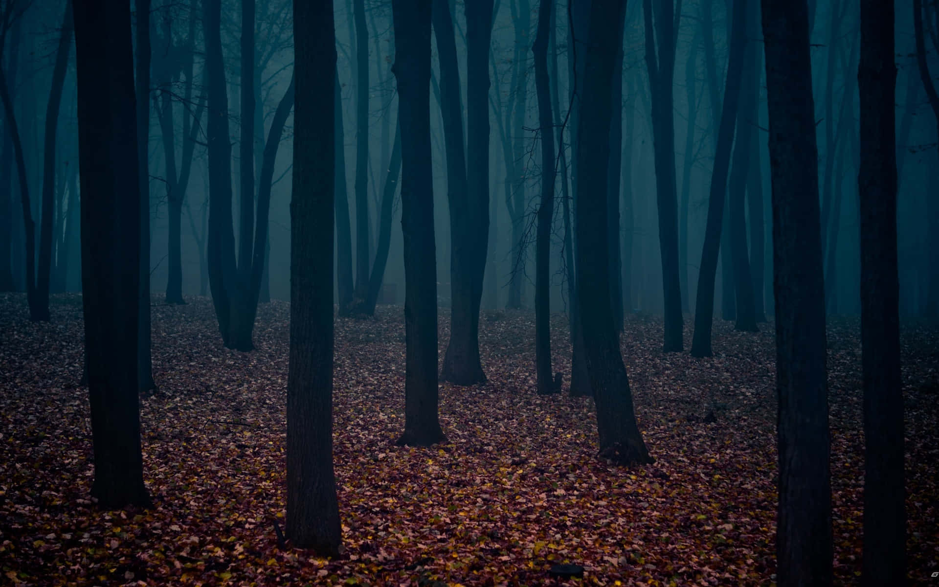 3d Forest 桌布 壁紙 — 迷霧森林，高大的暗色樹木和一片在暗淡藍光下閃耀的落葉地毯。
