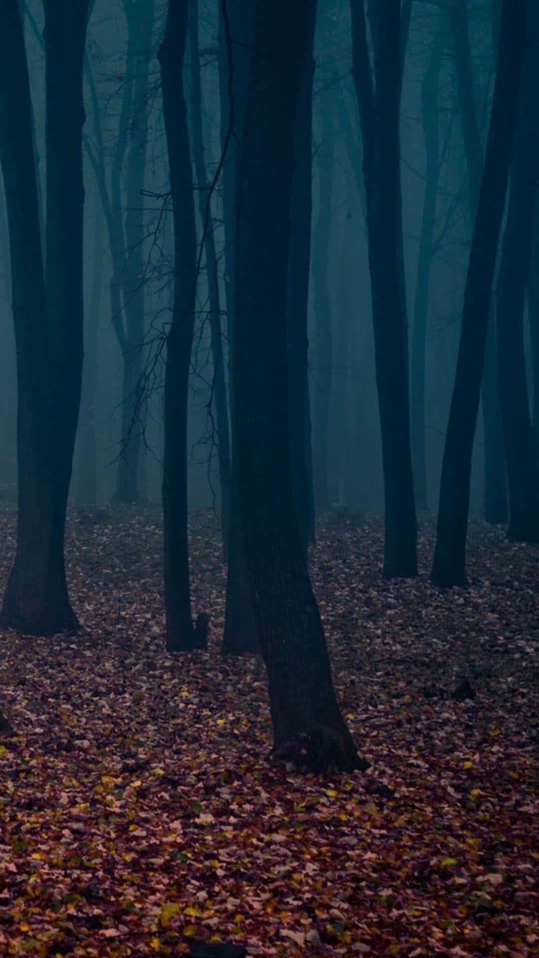 Autumn iPhone 6 Plus 桌布 壁紙 — 迷霧森林，高聳的暗色樹木，地上鋪滿落葉，在昏暗的藍光下。