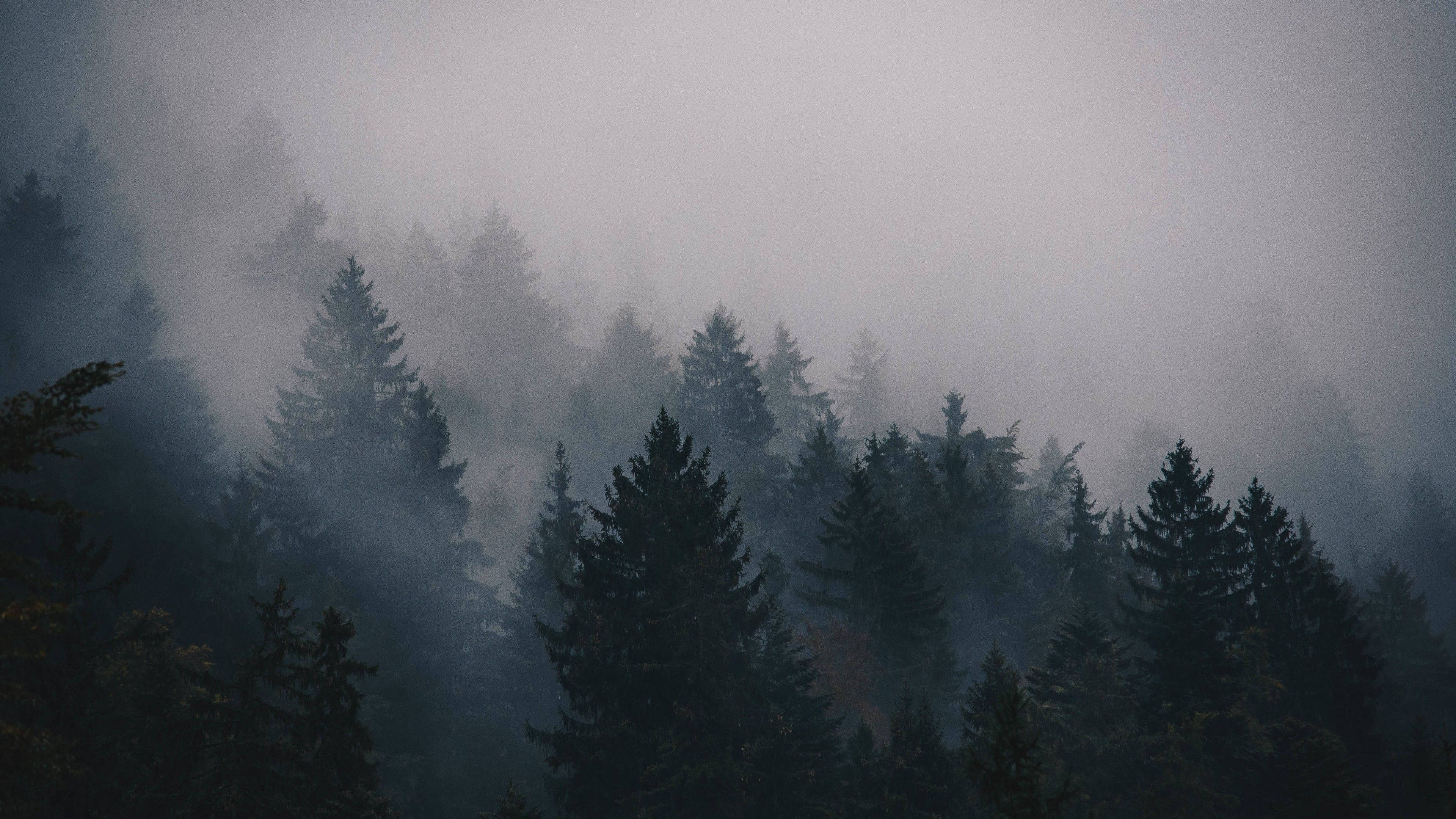 4K Forest 桌布 壁紙 — 迷霧森林中，深色松樹被濃厚的灰色霧氣籠罩，營造出神秘而寧靜的氛圍。