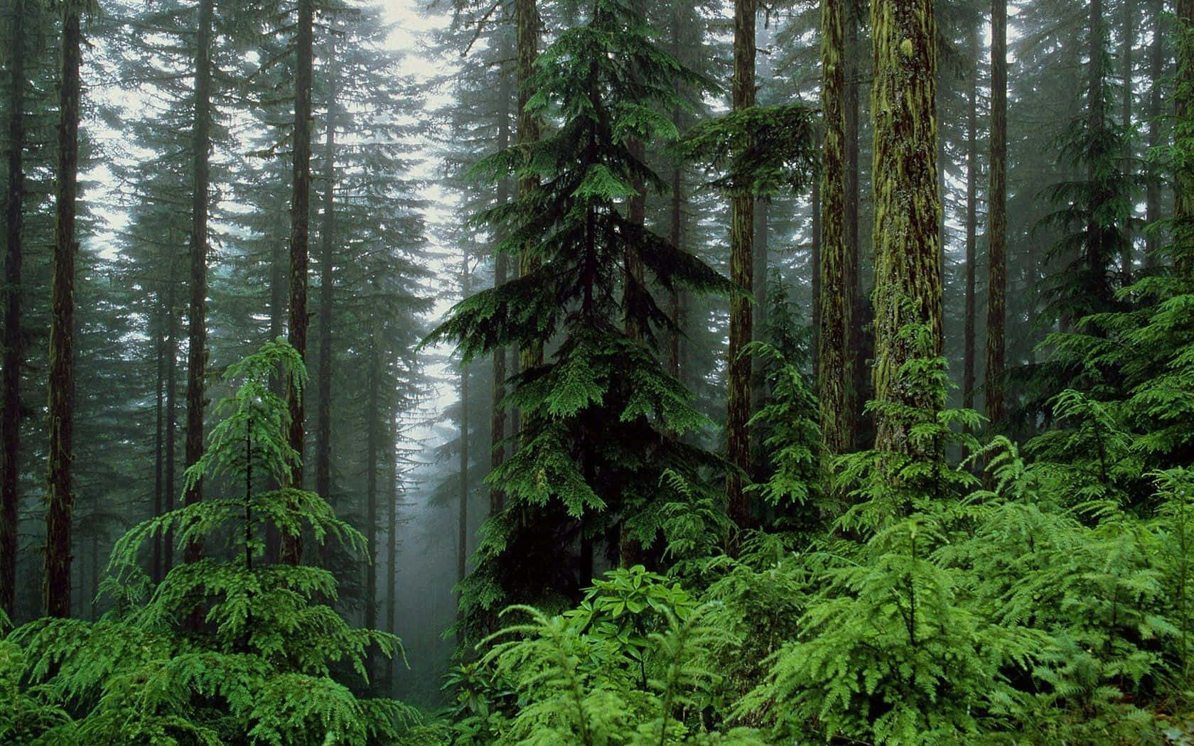Forest Desktop 桌布 壁紙 — 迷霧森林中高聳的常綠樹和茂密的蕨類植物沐浴在柔和漫射的光線中。