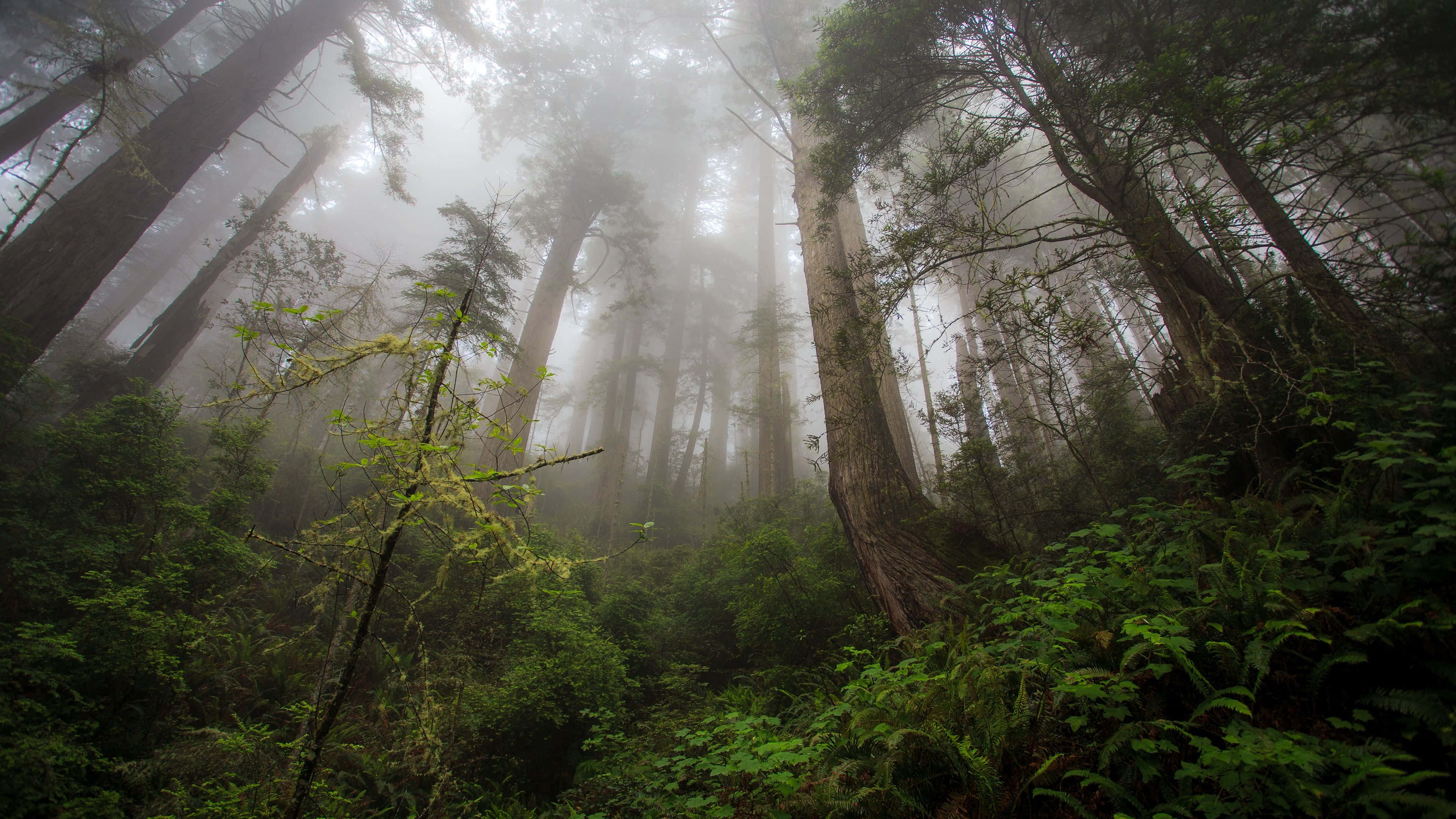 Forest Desktop 桌布 壁紙 — 迷霧森林中高聳的紅杉和茂密的綠色蕨類植物沐浴在柔和漫射的光線中。