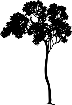 迷霧森林小徑 壁紙