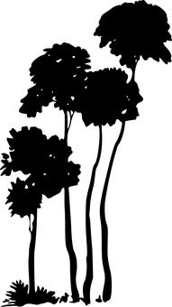 迷霧森林小徑 壁紙