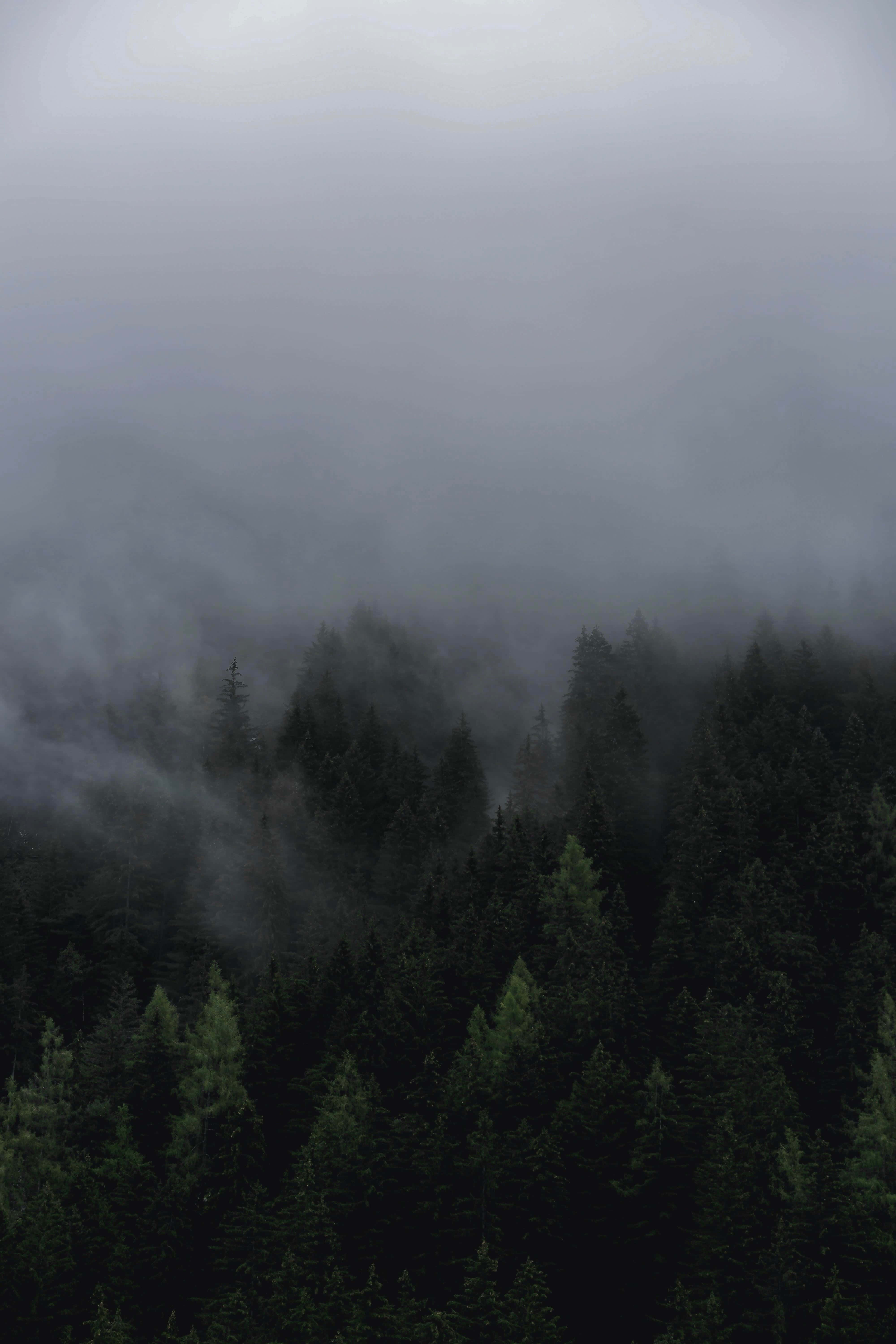 Gloomy 桌布 壁紙 — 迷霧森林樹冠籠罩在濃厚的灰色霧氣中，深綠色松樹在下方幾乎看不見。