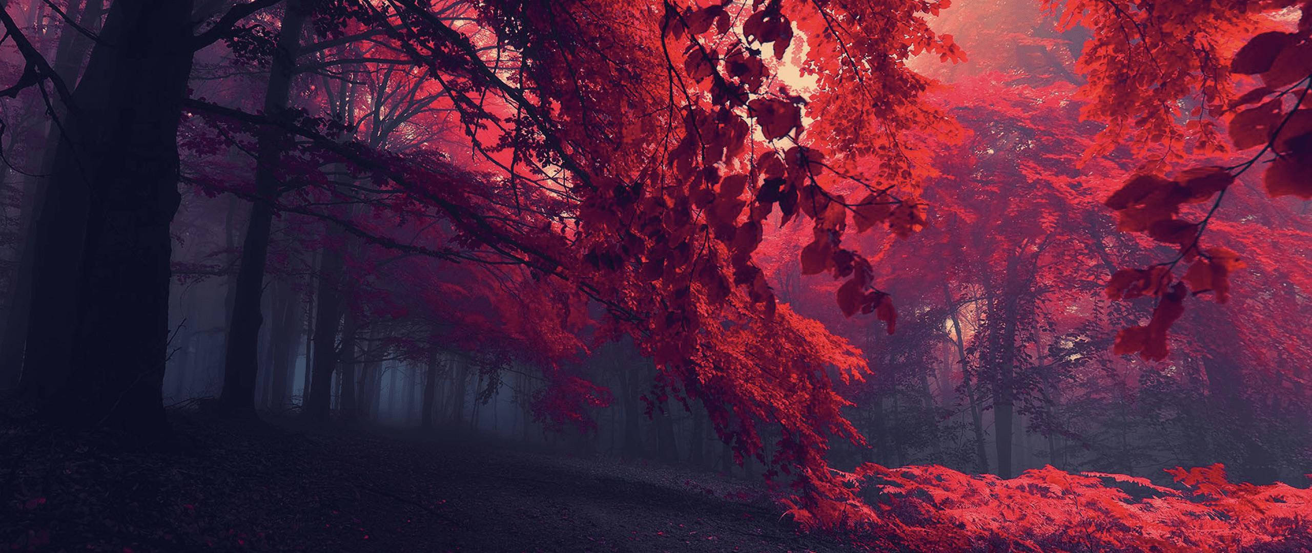 Mystical Forest 桌布 壁紙 — 迷霧森林沐浴在超現實的深紅光線中，光線穿過鮮豔的紅色秋葉。