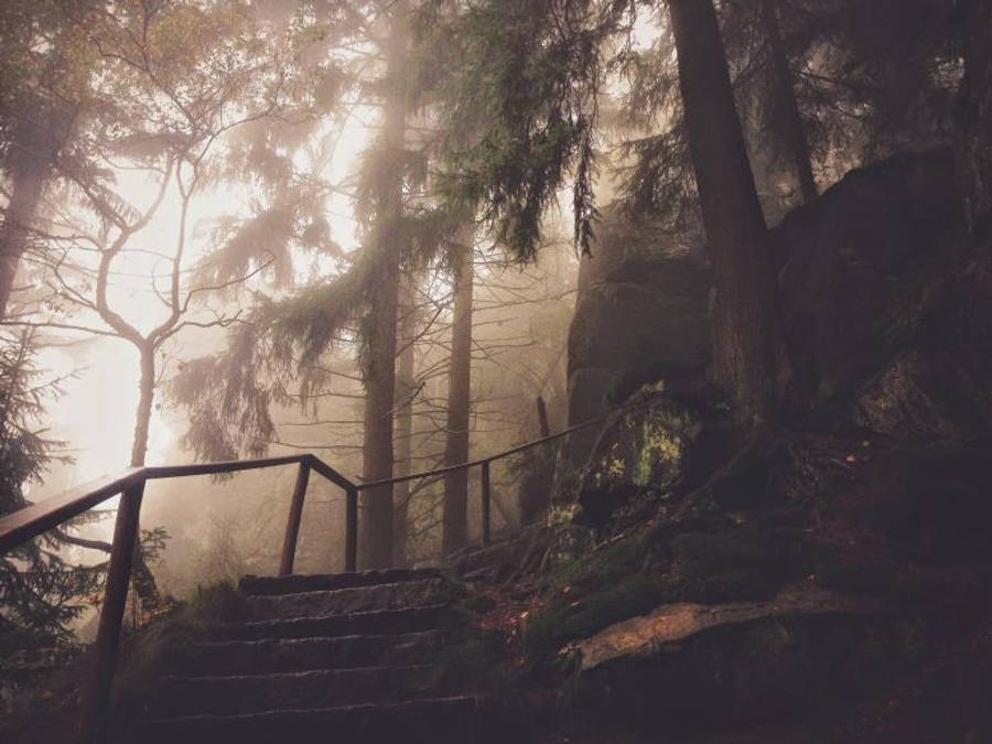 Dark Forest iPhone 桌布 壁紙 — 迷霧森林的樓梯穿過高聳的樹木向上延伸，柔和的金色光線透過迷霧灑落。