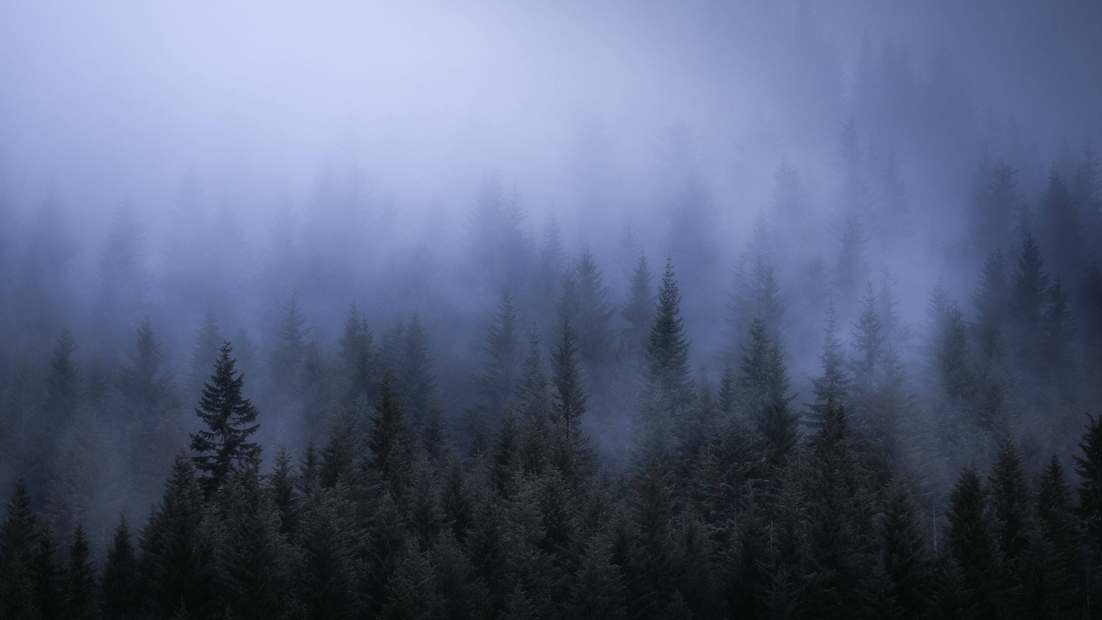 4K Forest 桌布 壁紙 — 迷霧籠罩的常綠森林，籠罩在清涼的藍色霧氣中，樹木的剪影逐漸消失在朦朧的氛圍中。