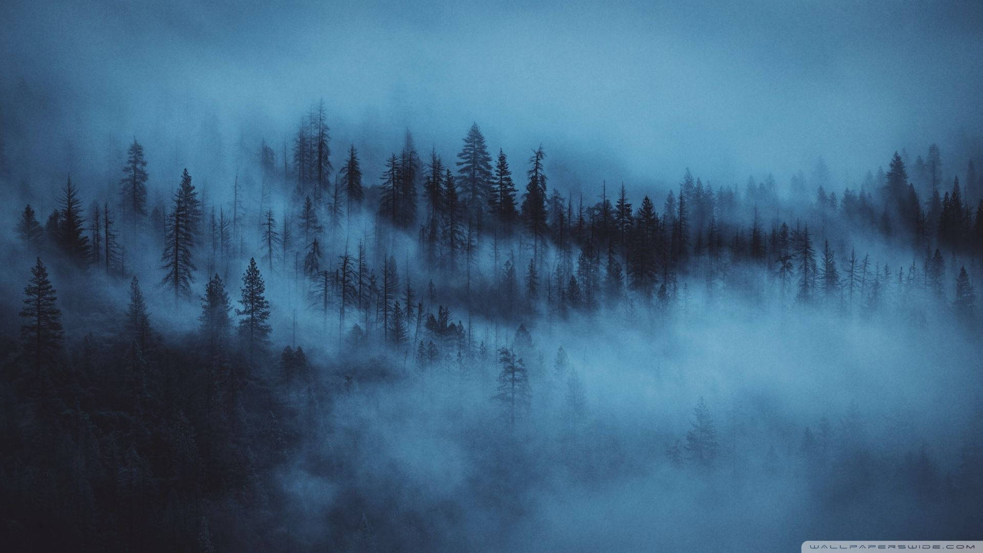 Aesthetic Dark Blue 桌布 壁紙 — 迷霧藍色森林，松樹在朦朧天空下的霧氣中浮現。