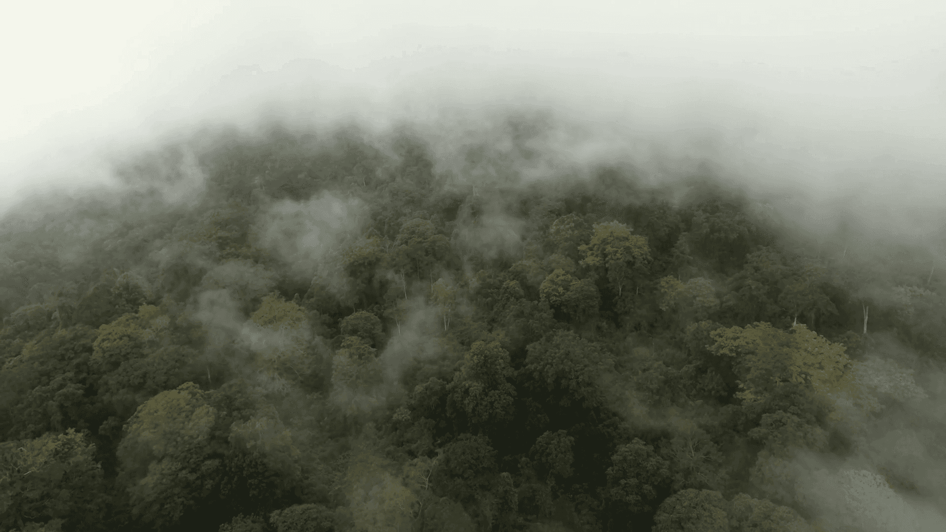 迷霧雨林樹冠層 壁紙