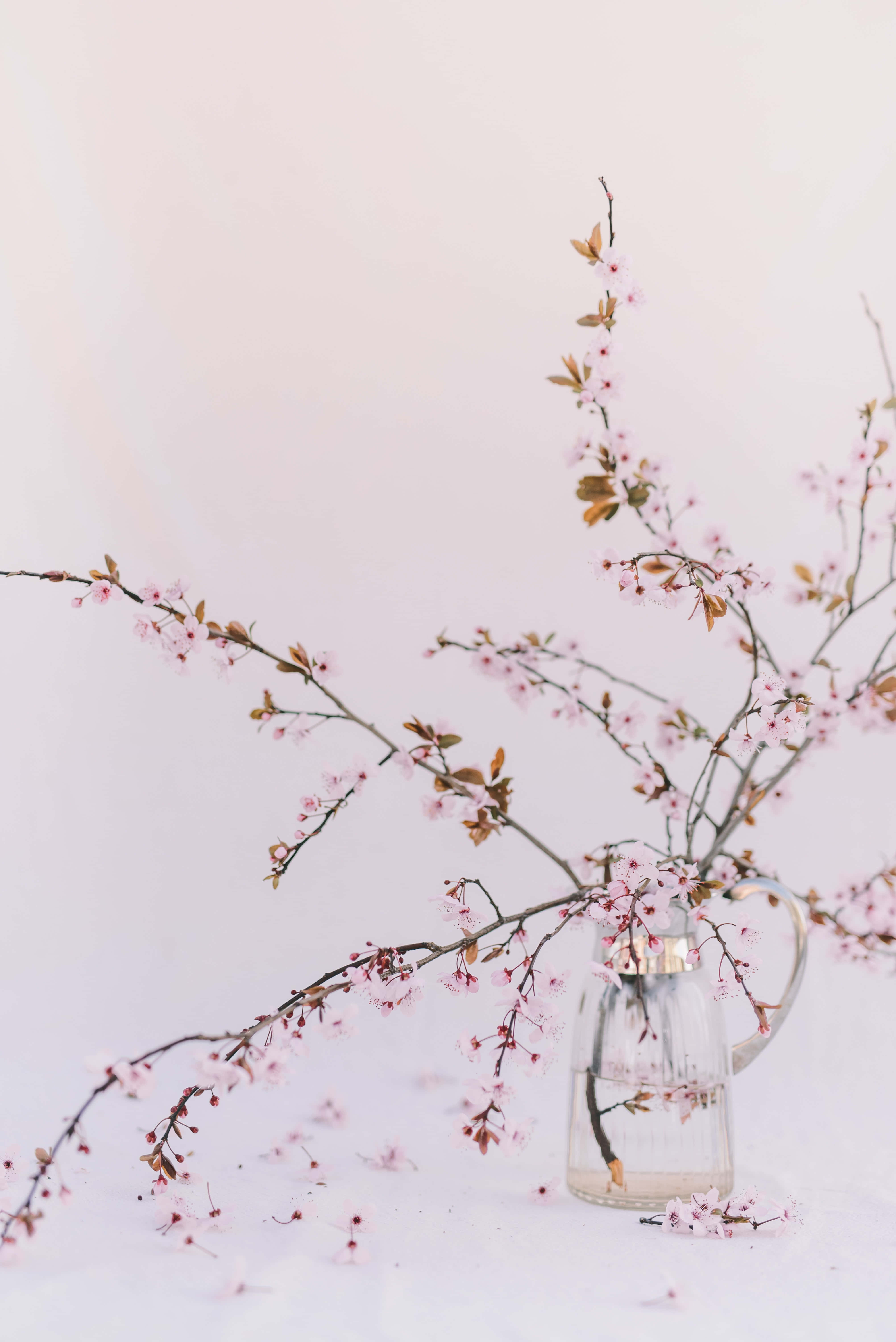 Pastel Vintage iPhone 桌布 壁紙 — 透明玻璃壺中插著嬌嫩的粉紅櫻花枝，襯以柔和的白色背景。