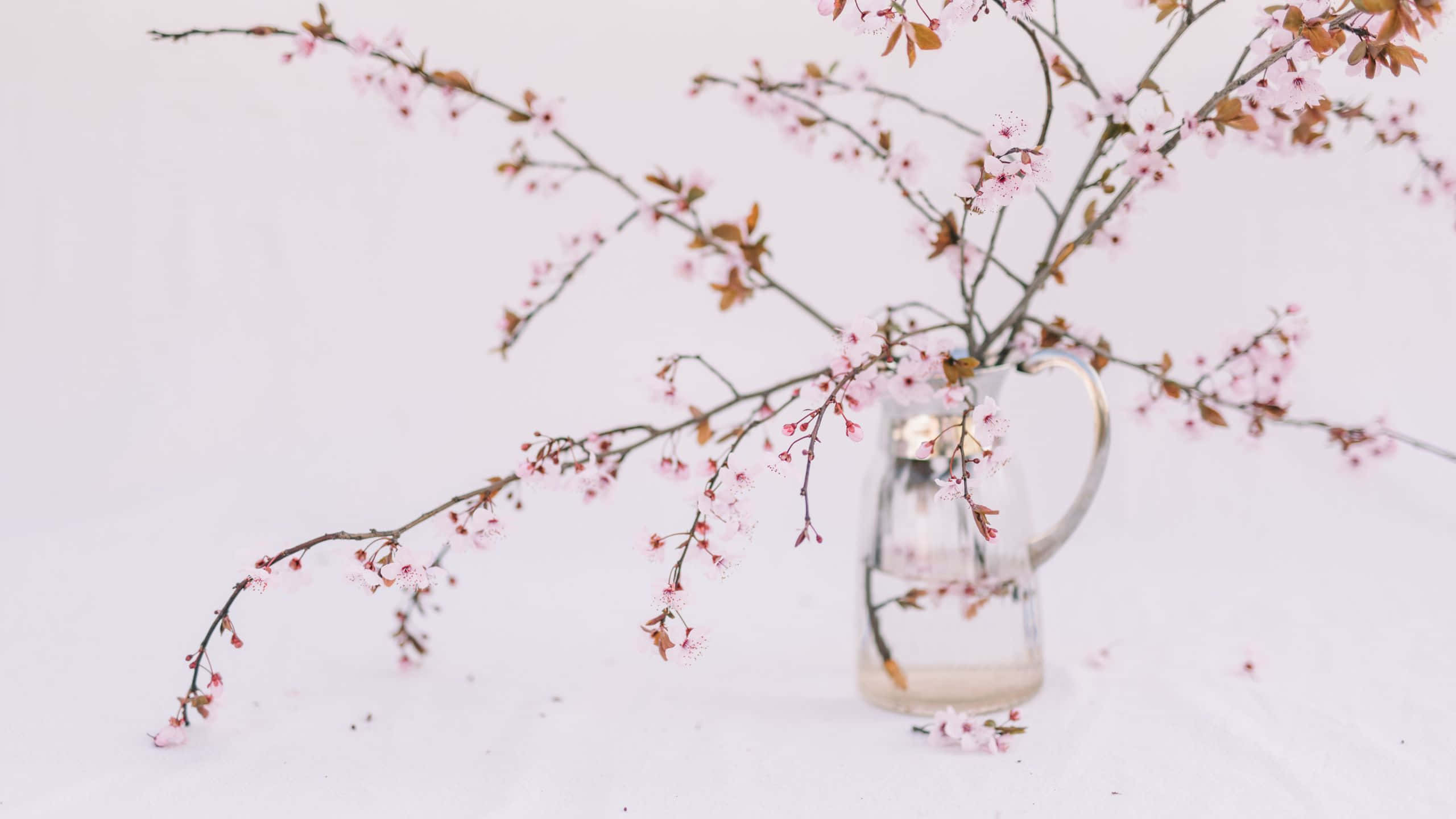 Plant Aesthetic 桌布 壁紙 — 透明玻璃壺中的精緻粉紅櫻花，襯以柔和白色背景。
