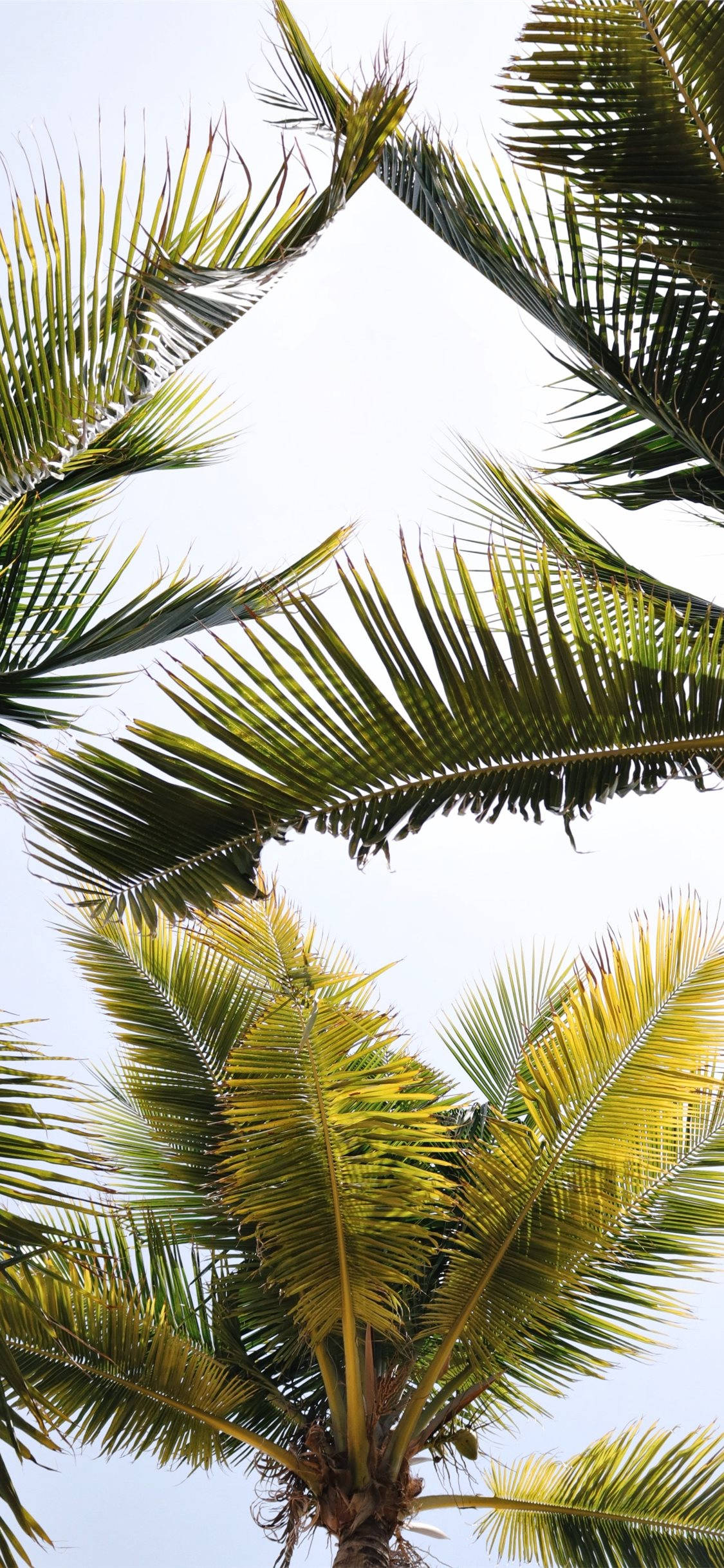 Coconut Tree 桌布 壁紙 — 透過充滿活力的綠色棕櫚葉向上仰望，在熱帶環境中框出明亮的白色天空。