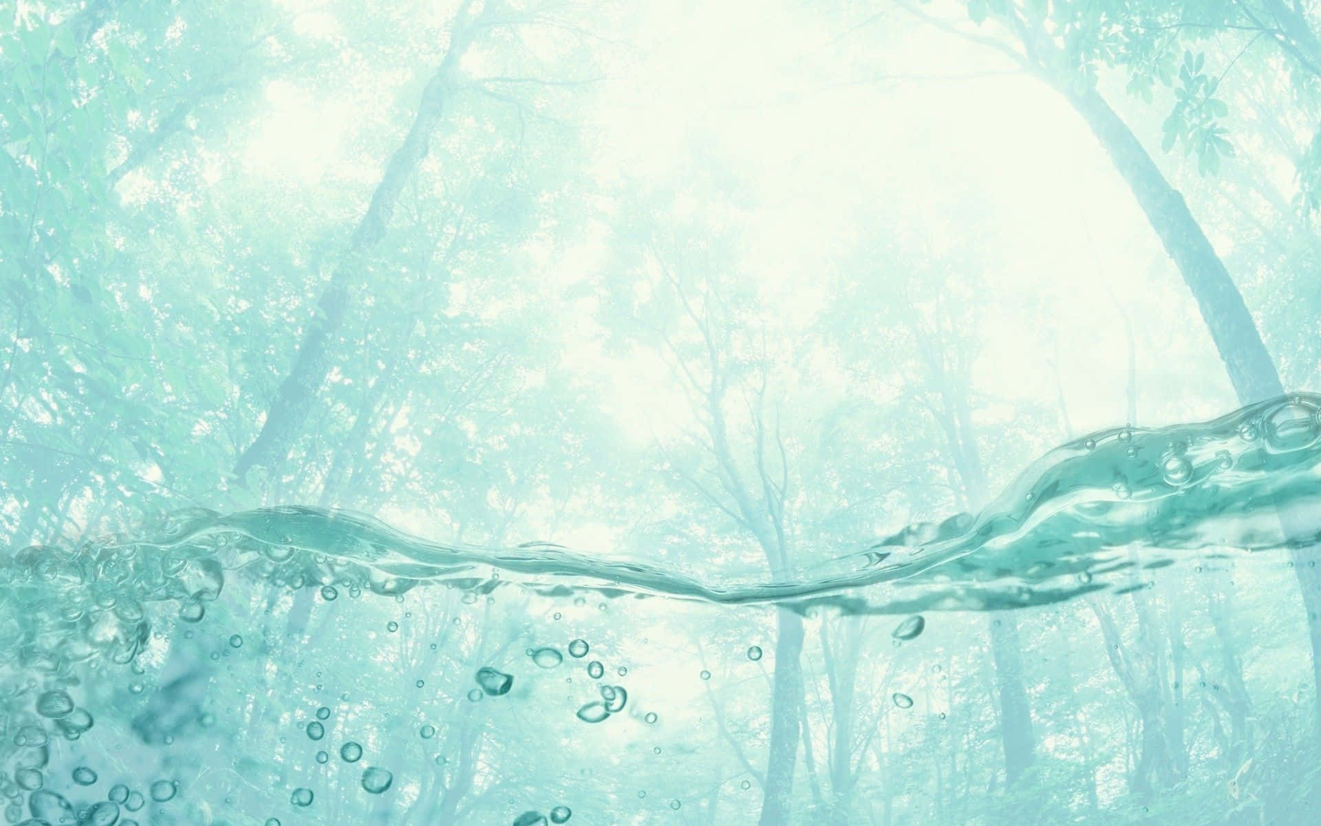 水 桌布 壁紙 — 透過清澈的碧綠海水仰望陽光普照、樹木高聳的森林樹冠，呈現寧靜的水下景觀。