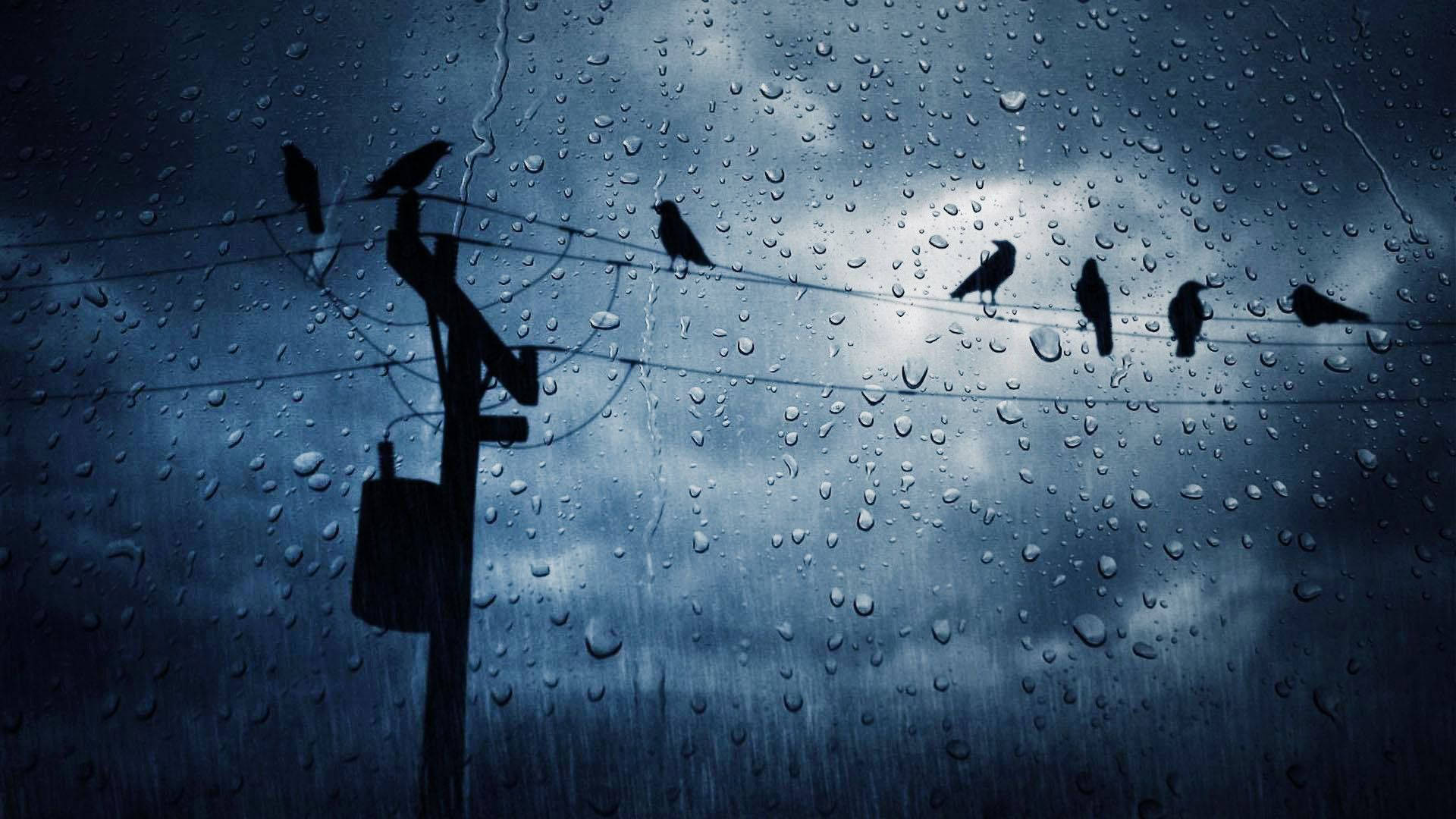 Wither Storm 桌布 壁紙 — 透過濕透的窗戶，看到剪影鳥兒棲息在沾滿雨水的電線上，背景是風暴天空。
