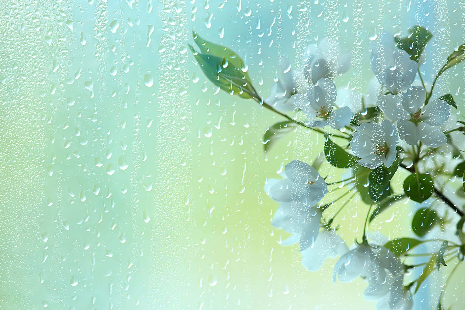 Spring Showers 桌布 壁紙 — 透過濺滿雨滴的窗戶看到白色花朵和綠色葉子，背景柔和粉彩。