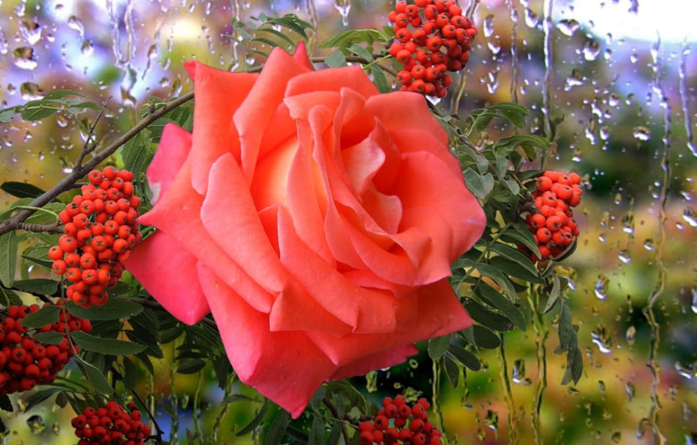 Rose In Rain 桌布 壁紙 — 透過濺滿雨點的窗戶，一朵鮮豔的珊瑚玫瑰在鮮紅色漿果旁盛開。