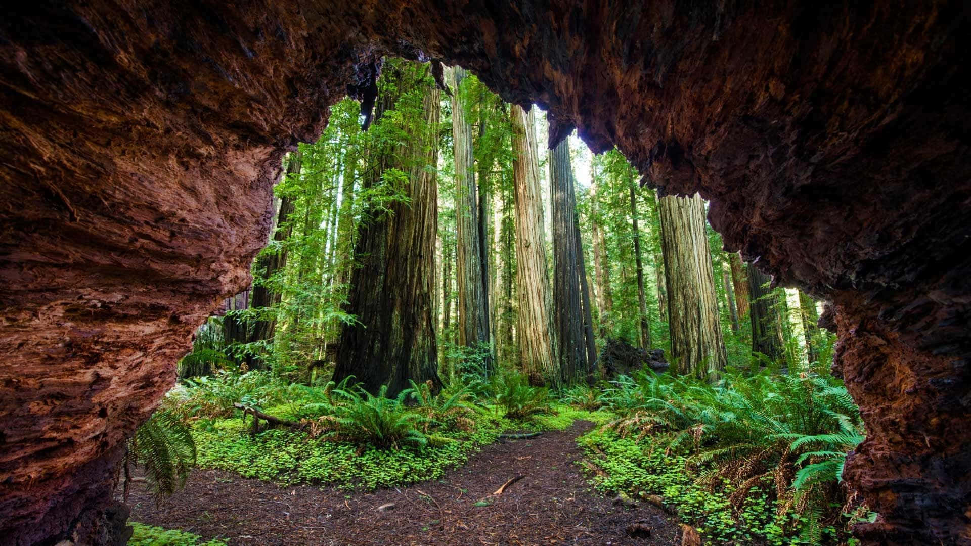 Redwood Trees 桌布 壁紙 — 透過空心紅木樹幹看到的景色，展現了蕨類植物和高聳樹木沐浴在斑駁陽光下的茂密綠色森林地面。