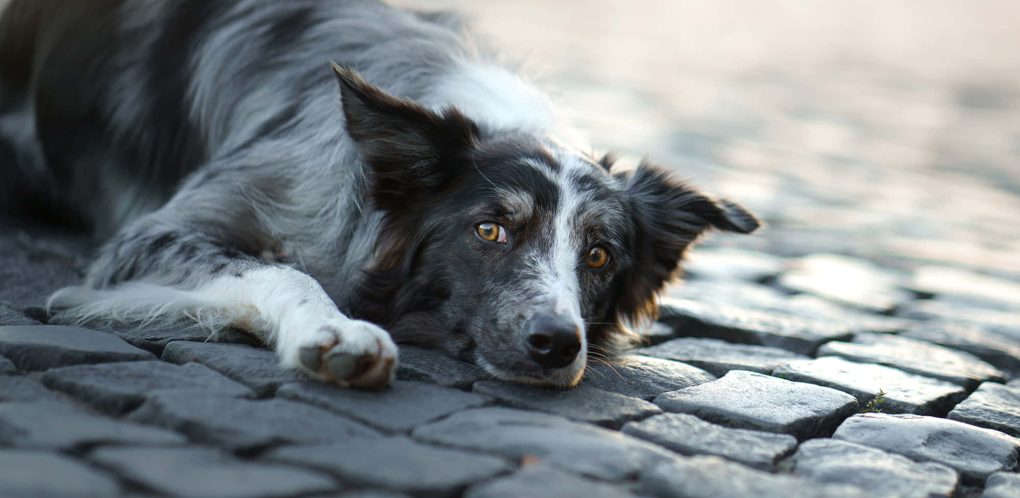 這隻邊境牧羊犬展現了牠們友善又忠誠的一面！ 壁紙