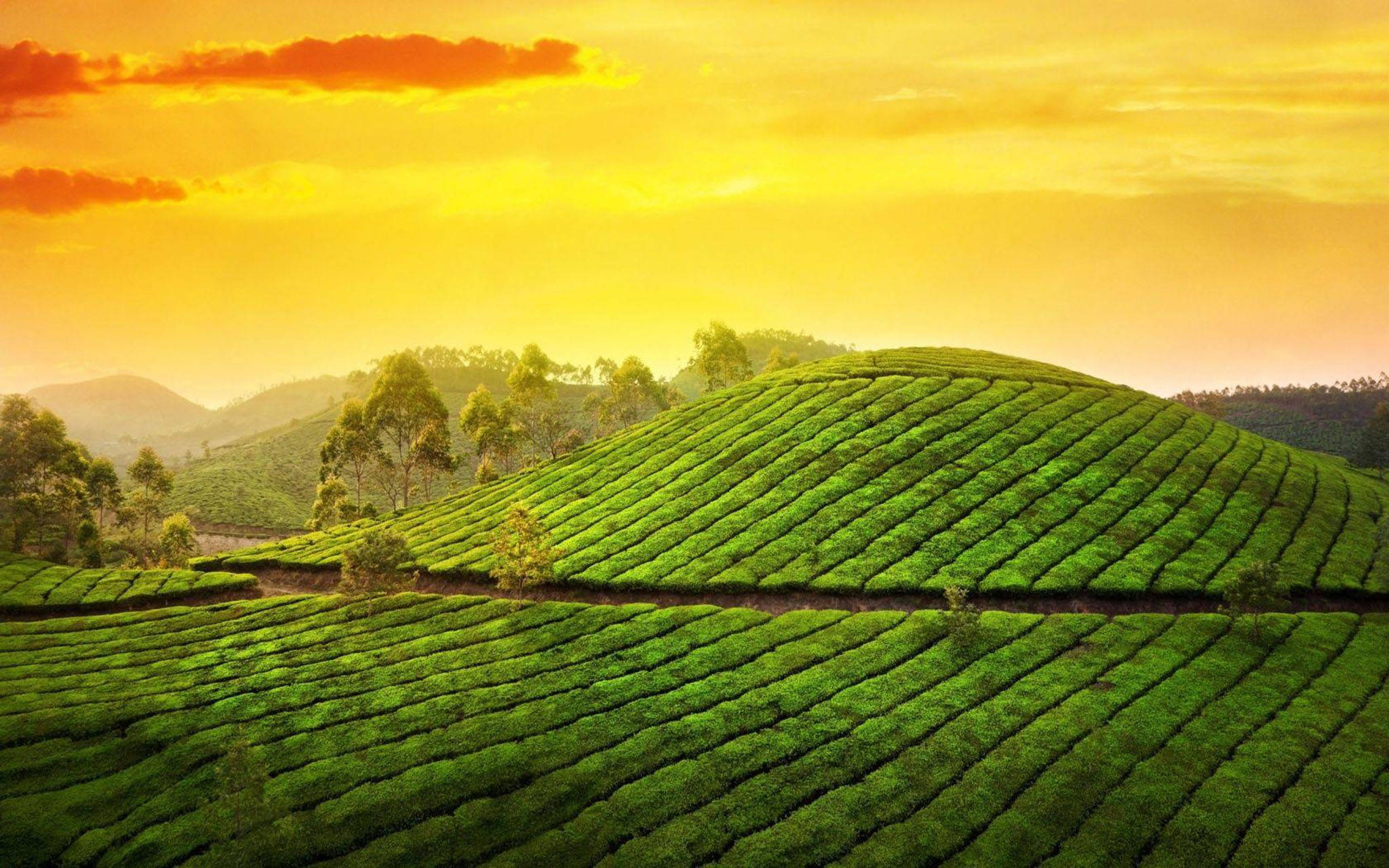 tea 桌布 壁紙 — 連綿的綠色茶園梯田在火紅橙色夕陽天空和柔和雲朵下沿著山丘層層疊疊。
