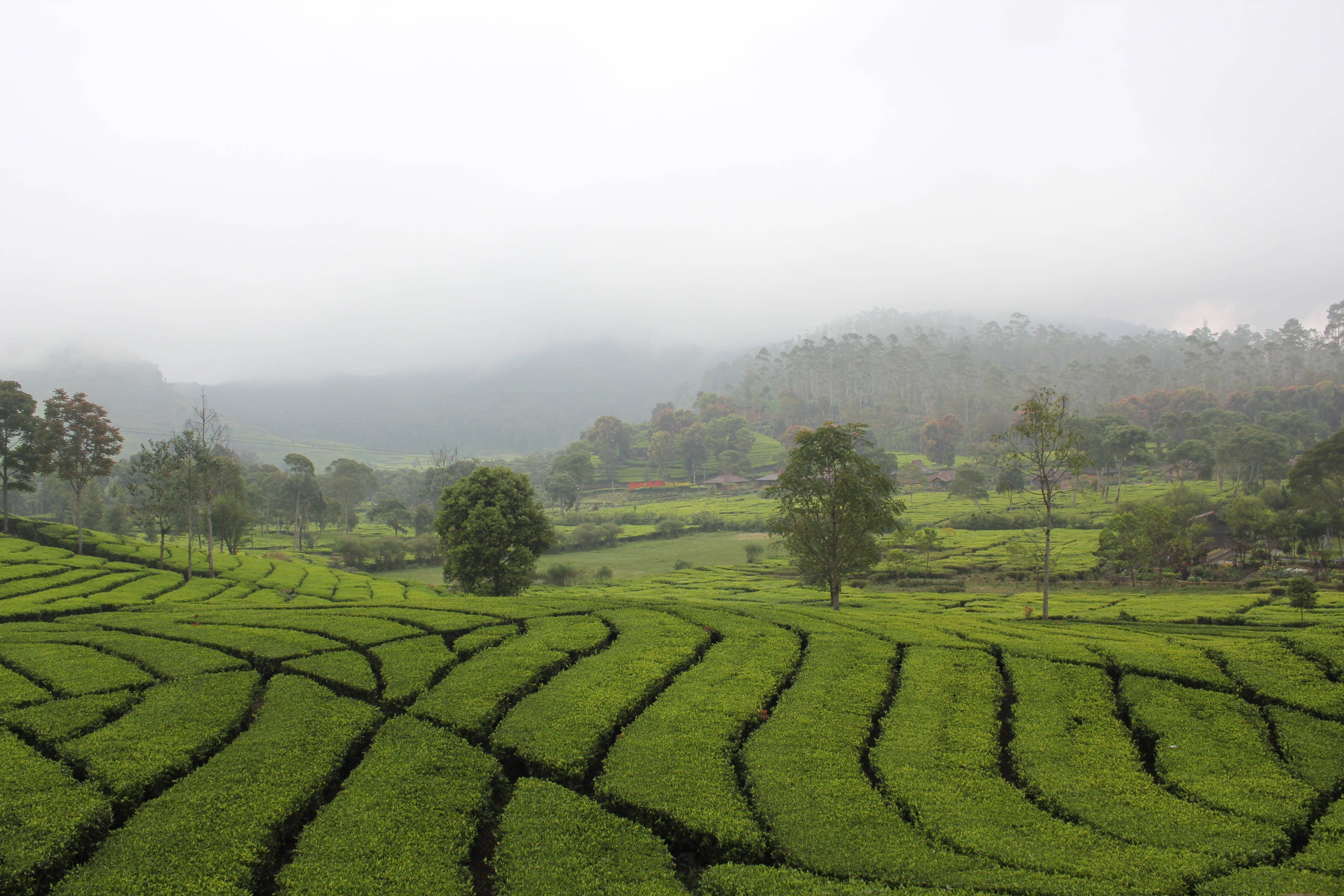 bandung 桌布 壁紙 — 連綿的綠色茶園梯田在陰天和散落的樹木下，沿著霧氣繚繞的山丘層層疊疊而下。