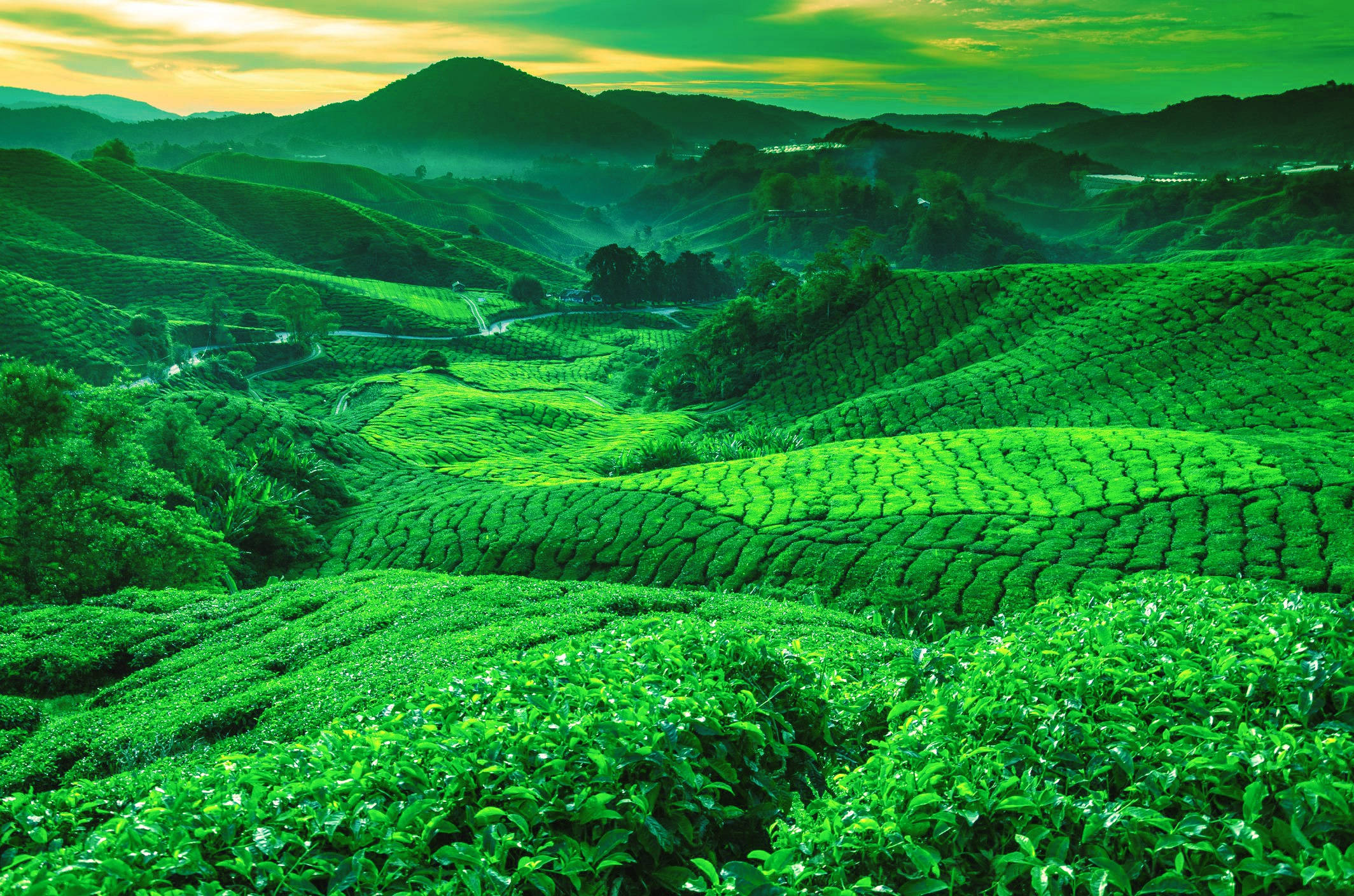 茶 桌布 壁紙 — 連綿起伏的山丘上覆蓋著生機勃勃的綠色茶園，在金色夕陽下延伸。