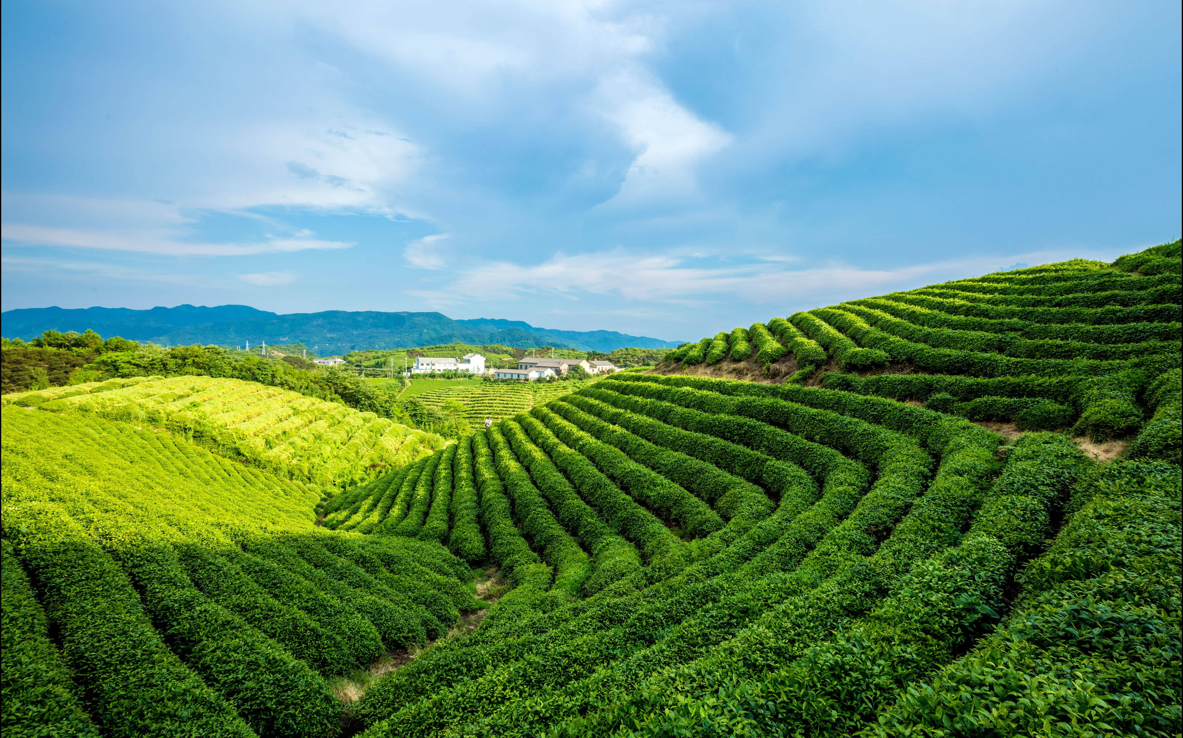 tea 桌布 壁紙 — 連綿起伏的山丘上覆蓋著生機勃勃的綠色茶園梯田，上方是明亮的藍天，點綴著幾朵白雲。