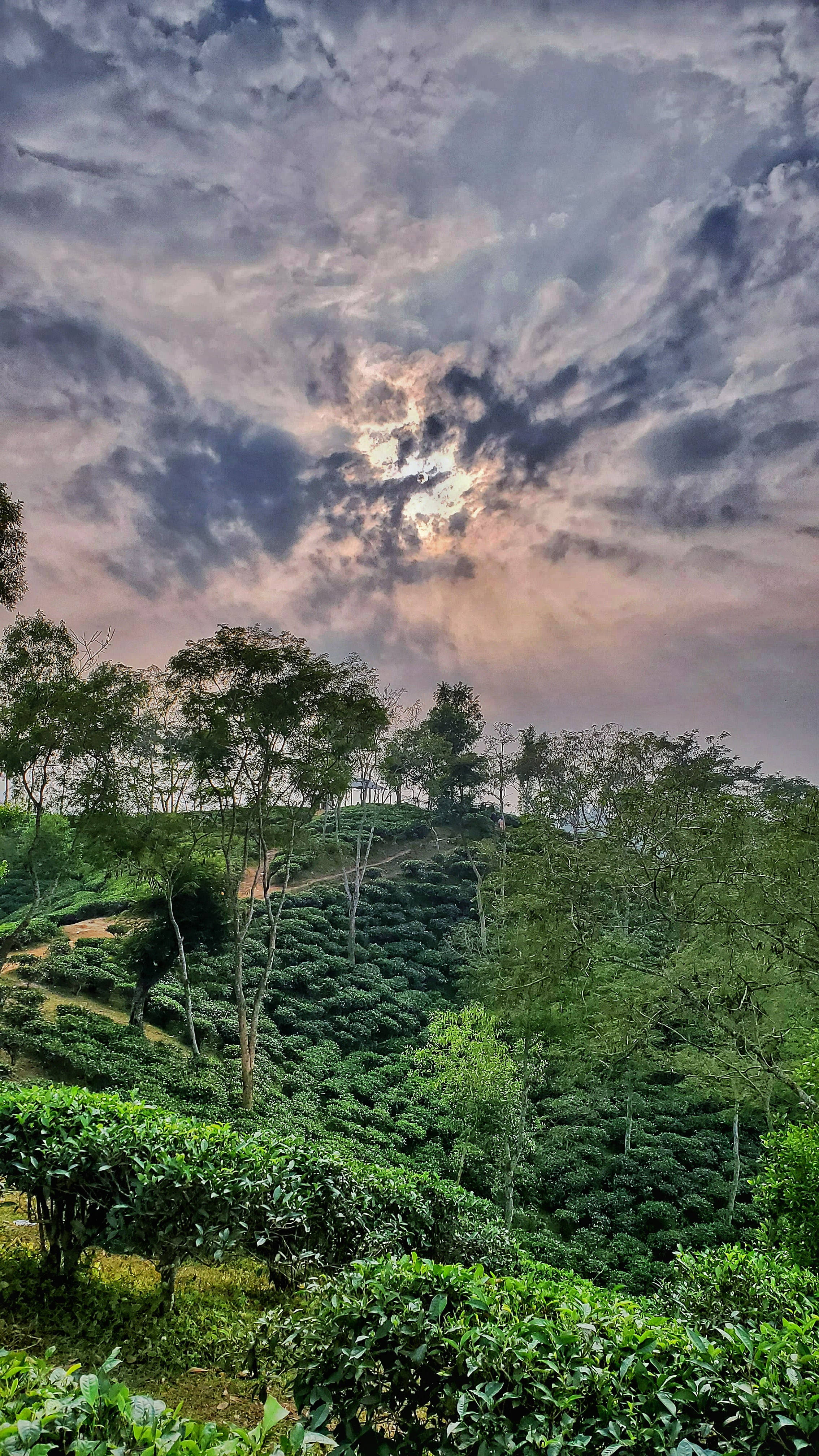 tea 桌布 壁紙 — 連綿起伏的茶園覆蓋著鬱鬱蔥蔥的青山，天空佈滿紫色和金色的雲彩，呈現出戲劇性的暮色。