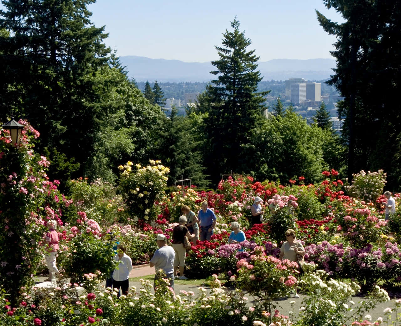 Rose Garden 桌布 壁紙 — 遊客在充滿活力的玫瑰園中漫步，園內盛開著粉紅、紅色和白色的花朵，背景是晴朗的藍天、遠山和城市景觀。
