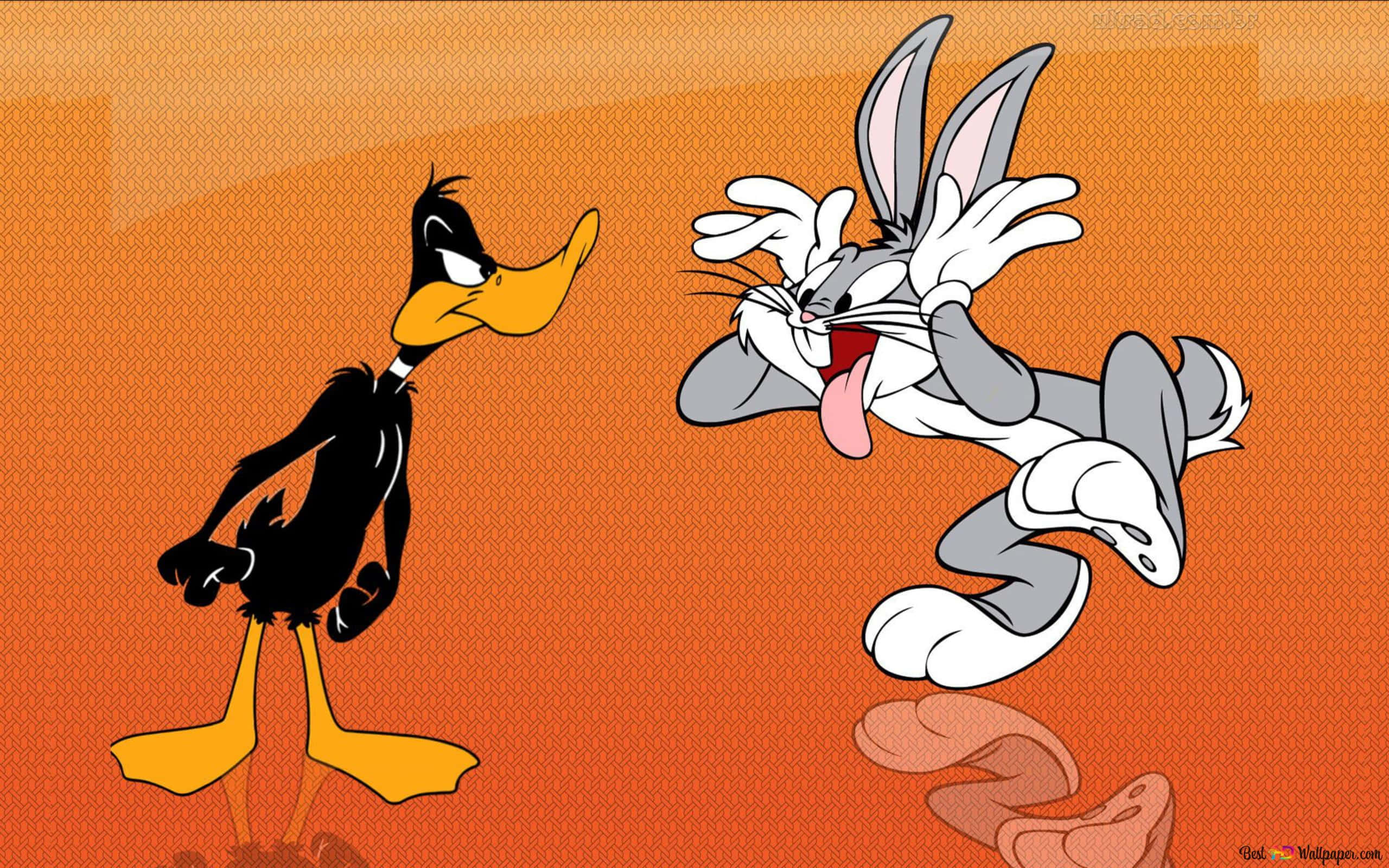 Daffy Duck 桌布 壁紙 — 達菲鴨在紋理橙色背景前與大笑的賓尼兔對峙。