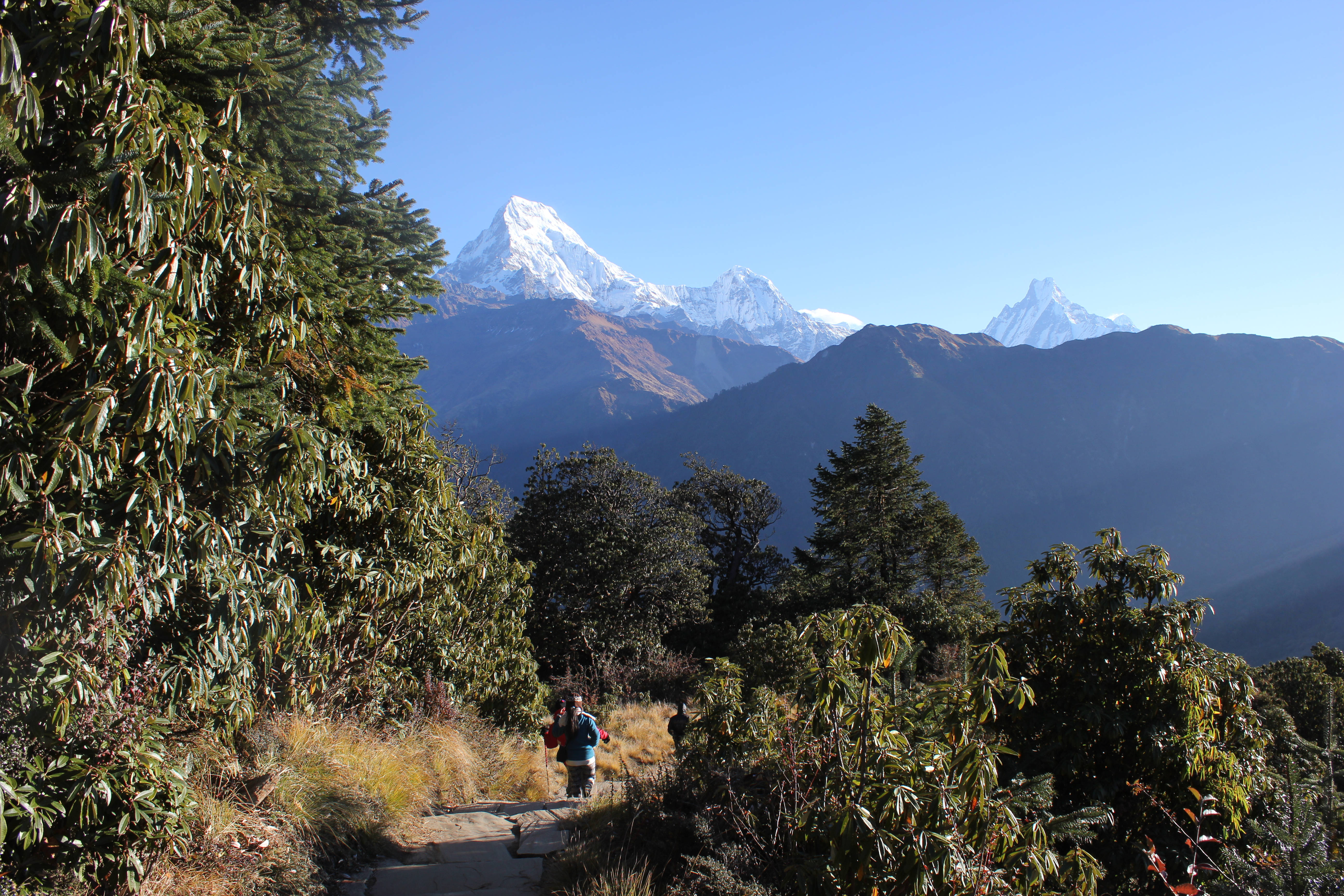 Nepal 桌布 壁紙 — 遠足者沿著石徑穿過翠綠草木，在晴朗藍天下向著雄偉的雪山攀登。
