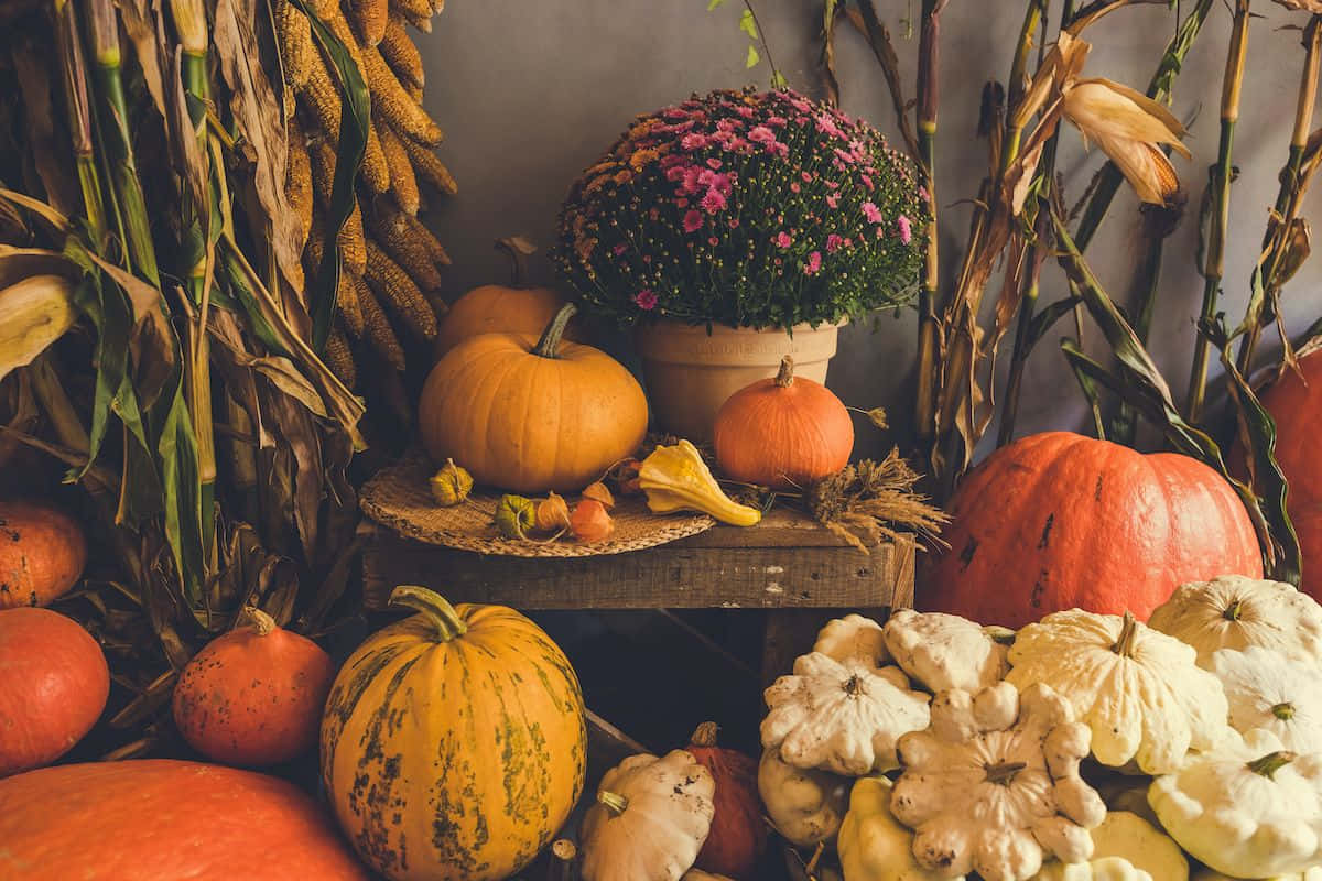 Fall Thanksgiving 桌布 壁紙 — 鄉村風格的秋季靜物，以南瓜、葫蘆和玉米稈圍繞盆栽菊花排列。