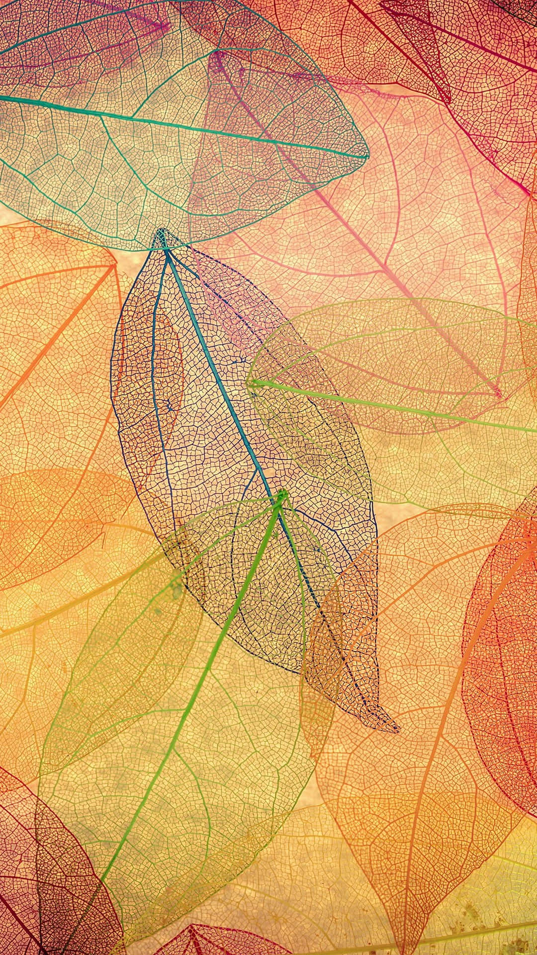 Autumn iPhone 6 Plus 桌布 壁紙 — 重疊的半透明葉片帶有鮮豔的彩色葉脈，在溫暖的漸層背景上發光。
