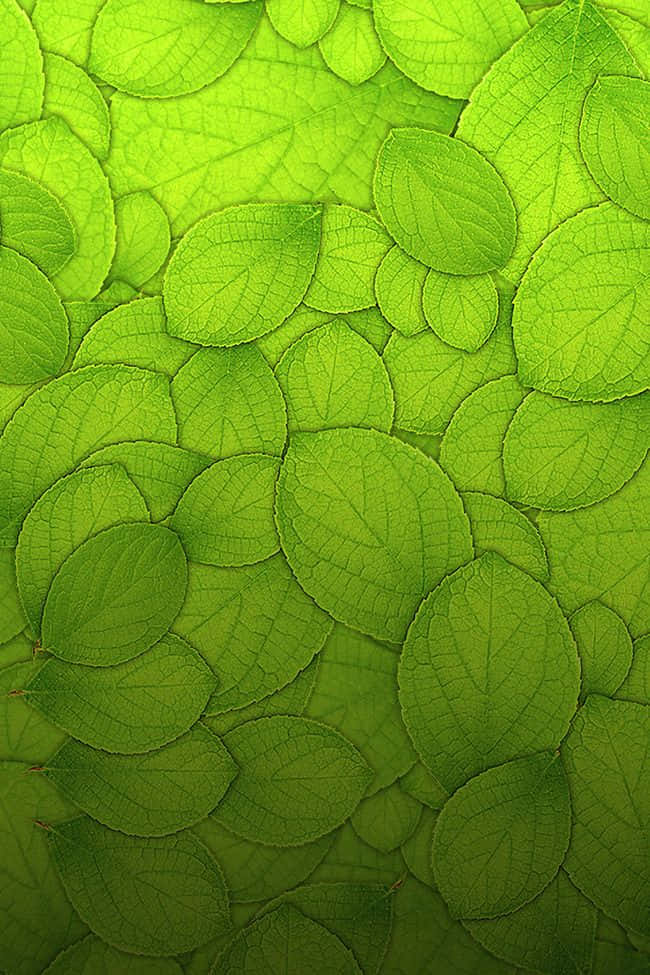Green Texture 桌布 壁紙 — 重疊的鮮綠色樹葉特寫，可見葉脈，形成茂盛的自然圖案。